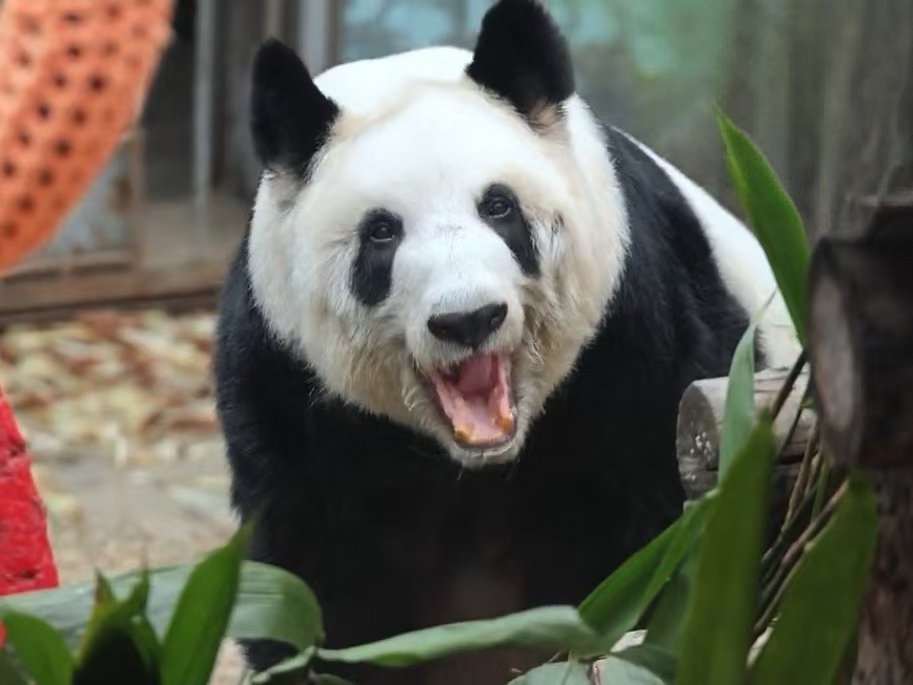 丫丫吃饭香香锻炼棒棒干饭积极分子丫丫上线！竹笋窝头炫不停，消食锻炼不偷懒，每一个