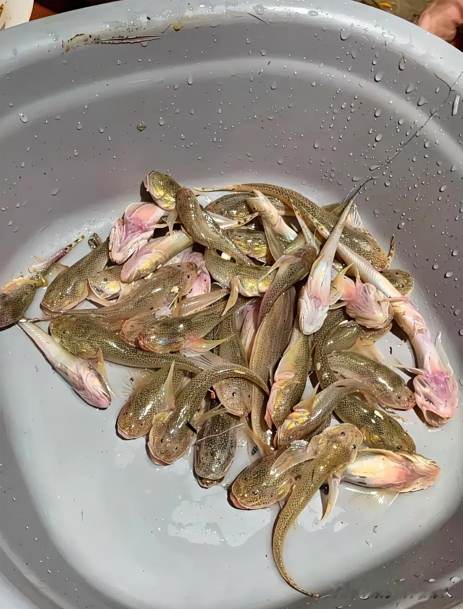 这肯定不是清道夫吧？