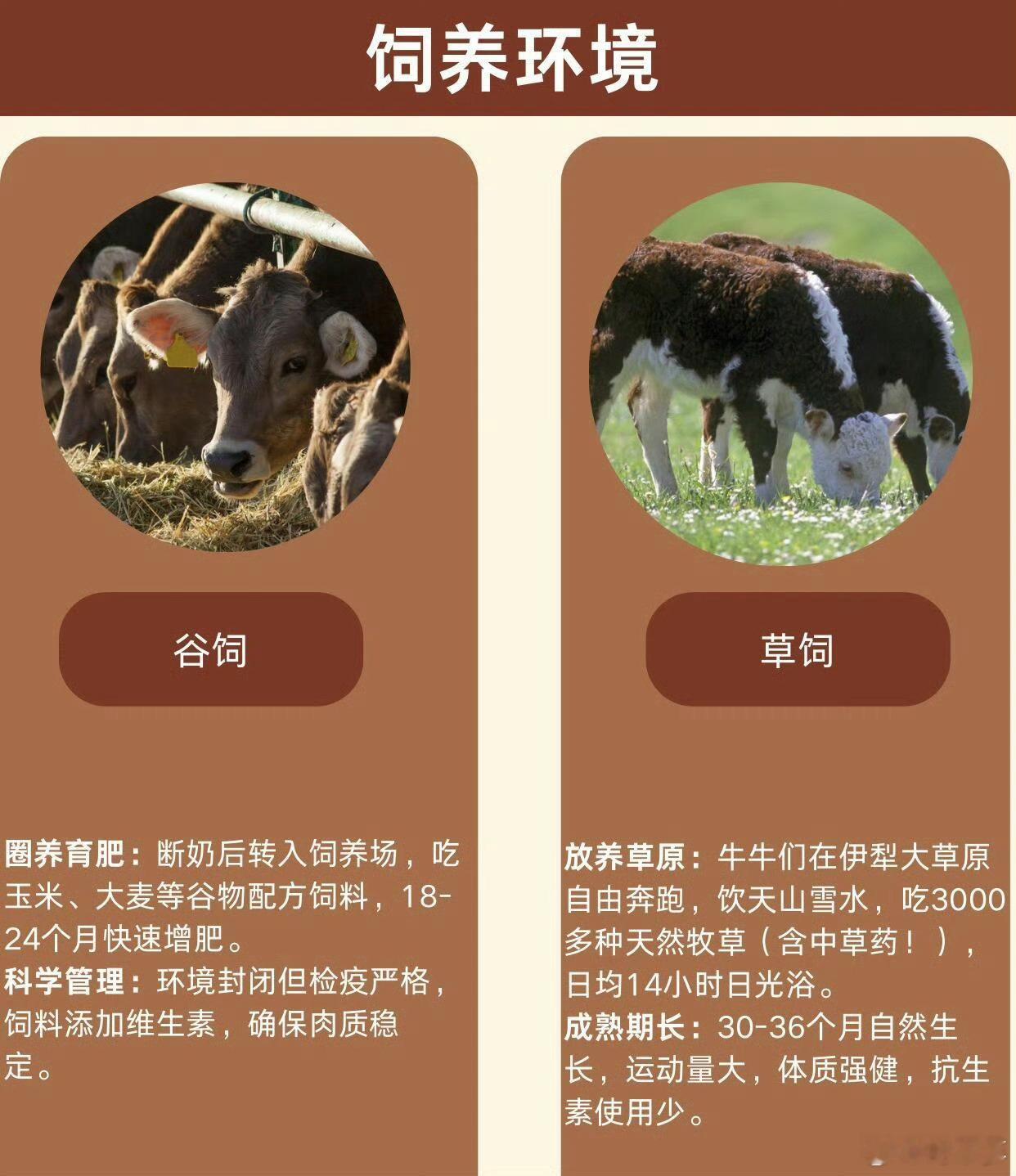 我国进口澳大利亚谷饲牛肉增长40%近年来，我国从澳大利亚进口的谷饲牛肉数量显著增