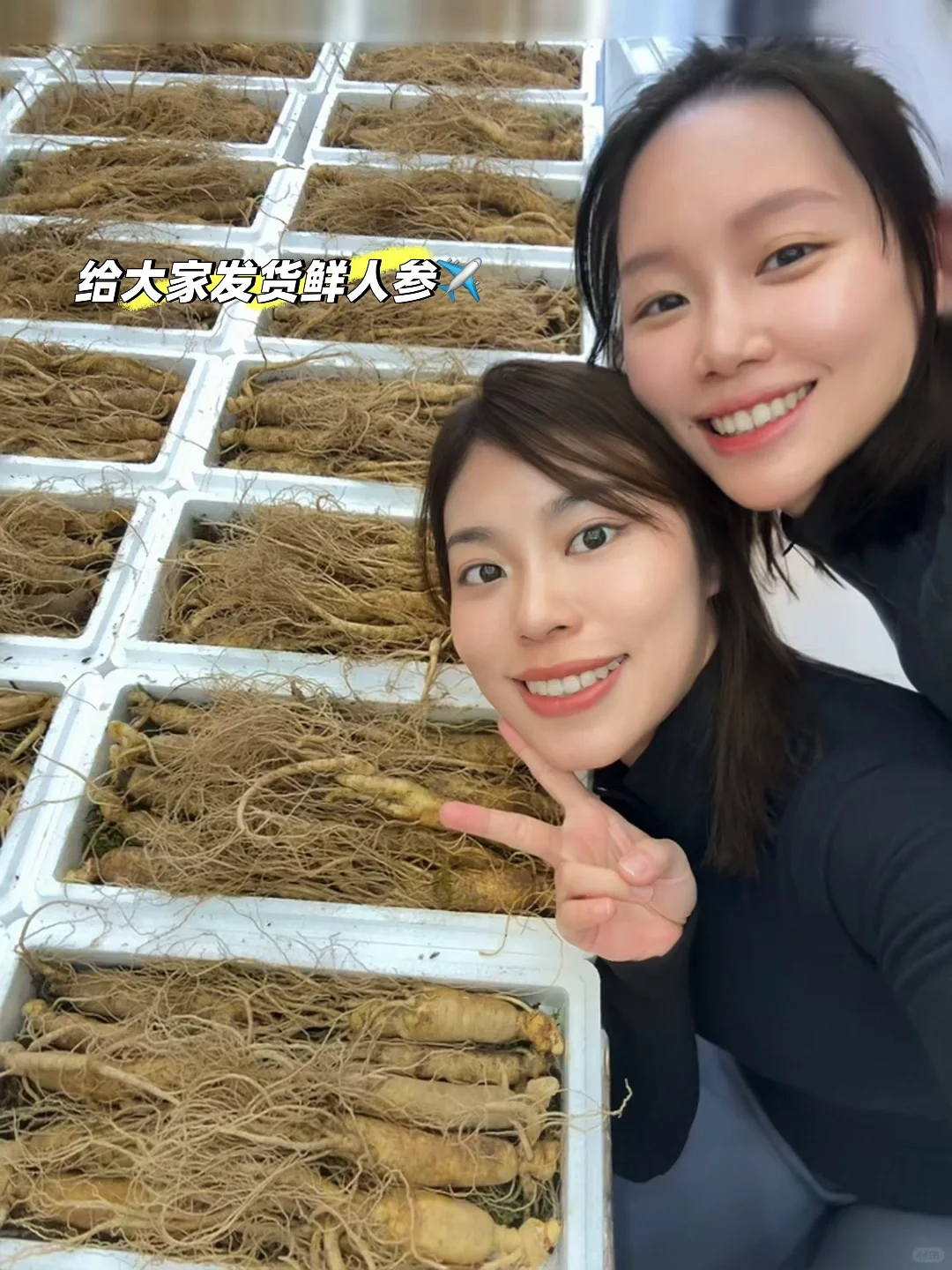 两个宝妈的创业｜长白山溯源第一天鲜人参