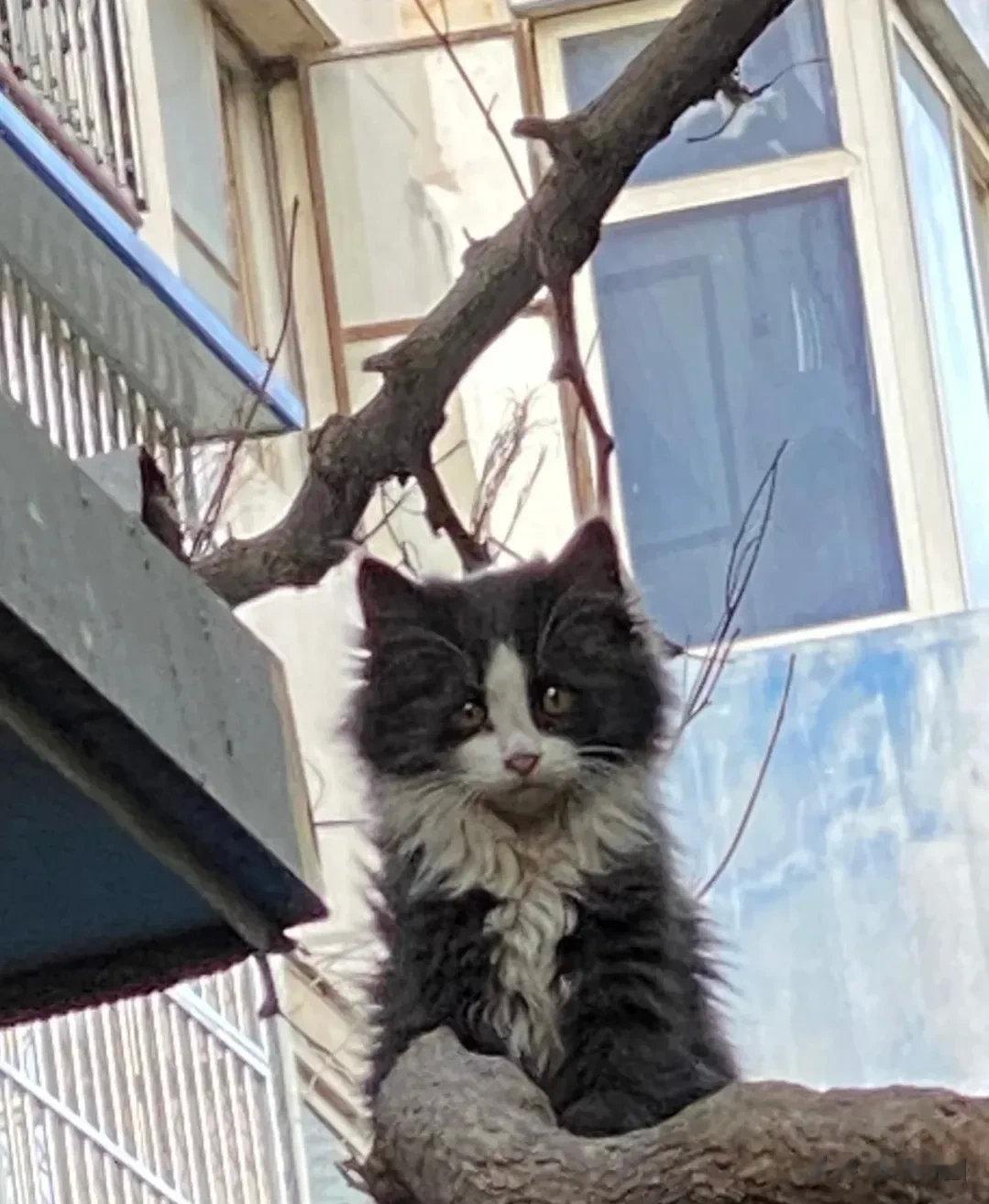 它叫王子，原本是只流浪猫，后来被好心人收养，变成了有笑脸的猫咪。