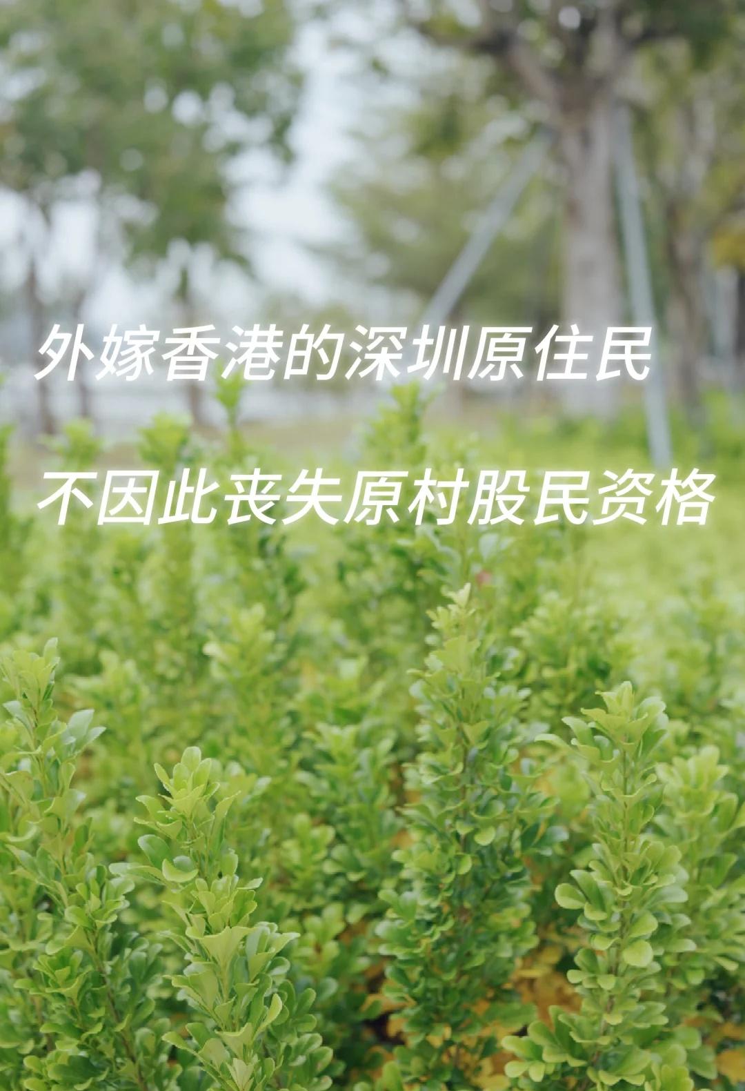 大冲外嫁女的胜利，村公司除权决议无效。
林某自小生活在深圳市南山区大冲村，是该村