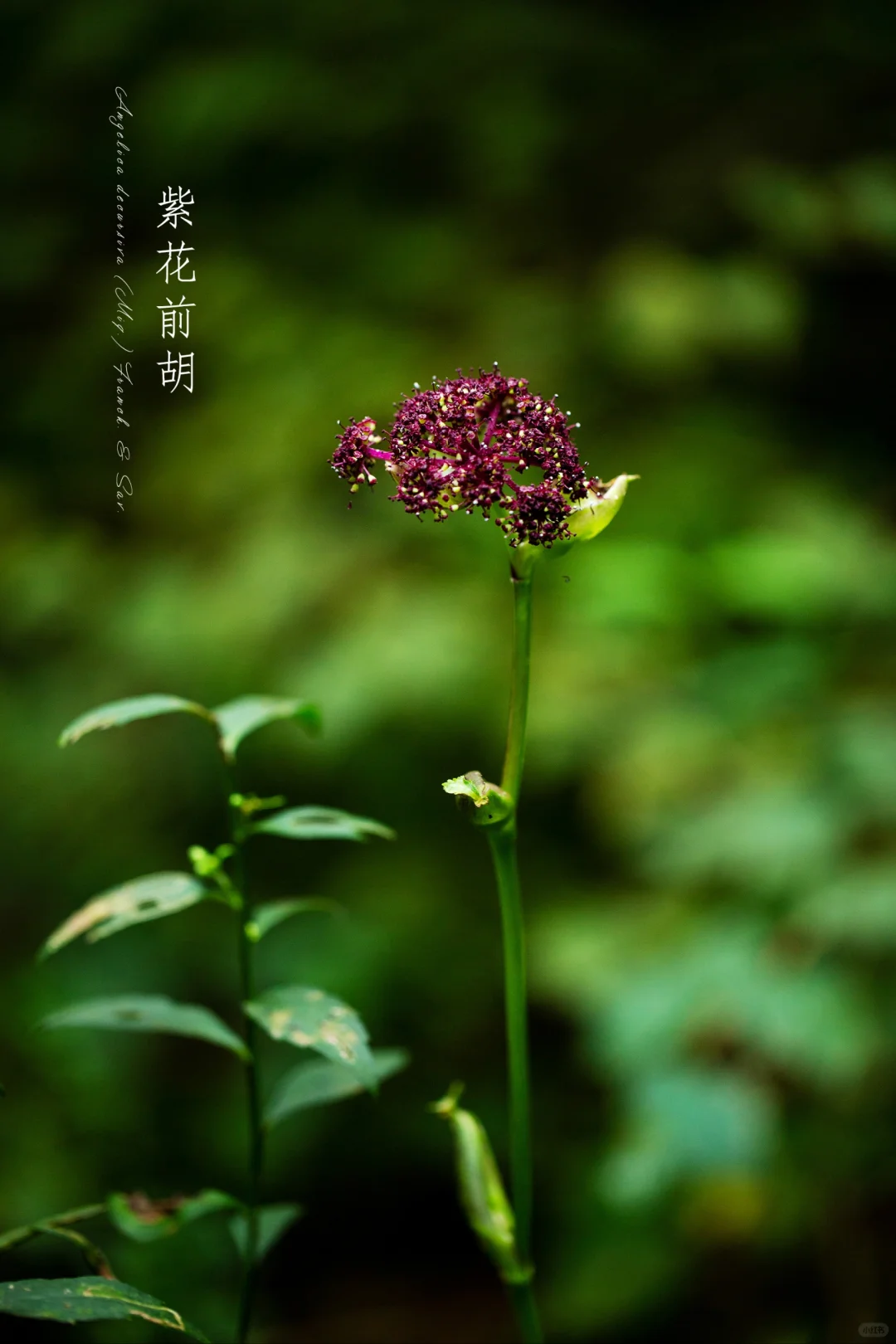 紫花前胡