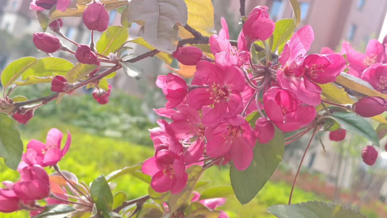 今日赏花，随手拍。春日的枝头，海棠花正盛。嫣红的花瓣舒展着，像把一整个春天的温柔