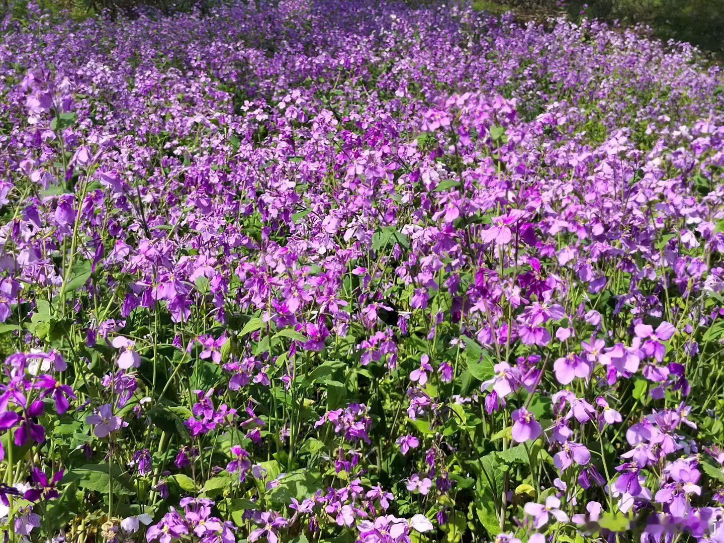 哲思呓语 ：旅行不一定能让你遍历山河，人间值得。但能让你，心中有景，眼里有光，脚