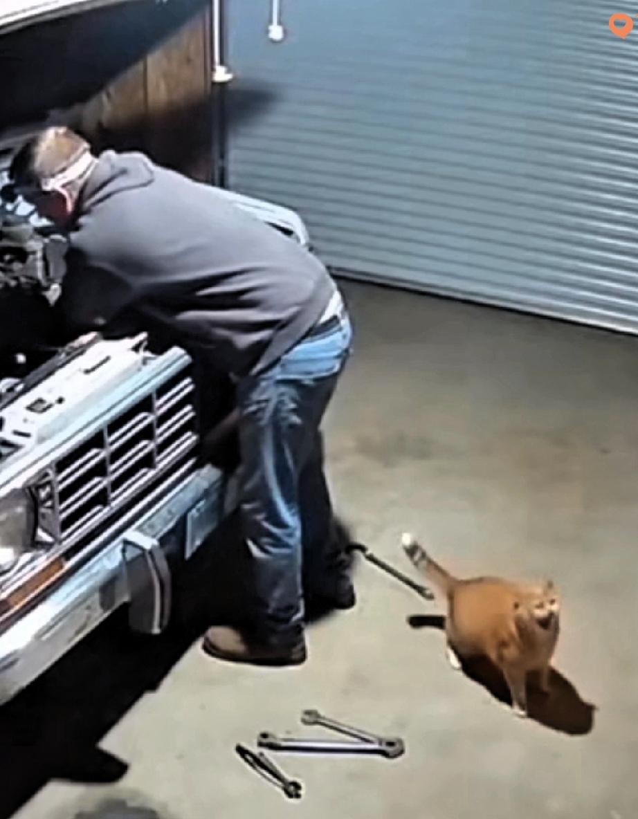 这猫也太神了吧！妥妥的救命恩猫啊😱！
 
汽修店老板正低头修车，店里的大猫突然