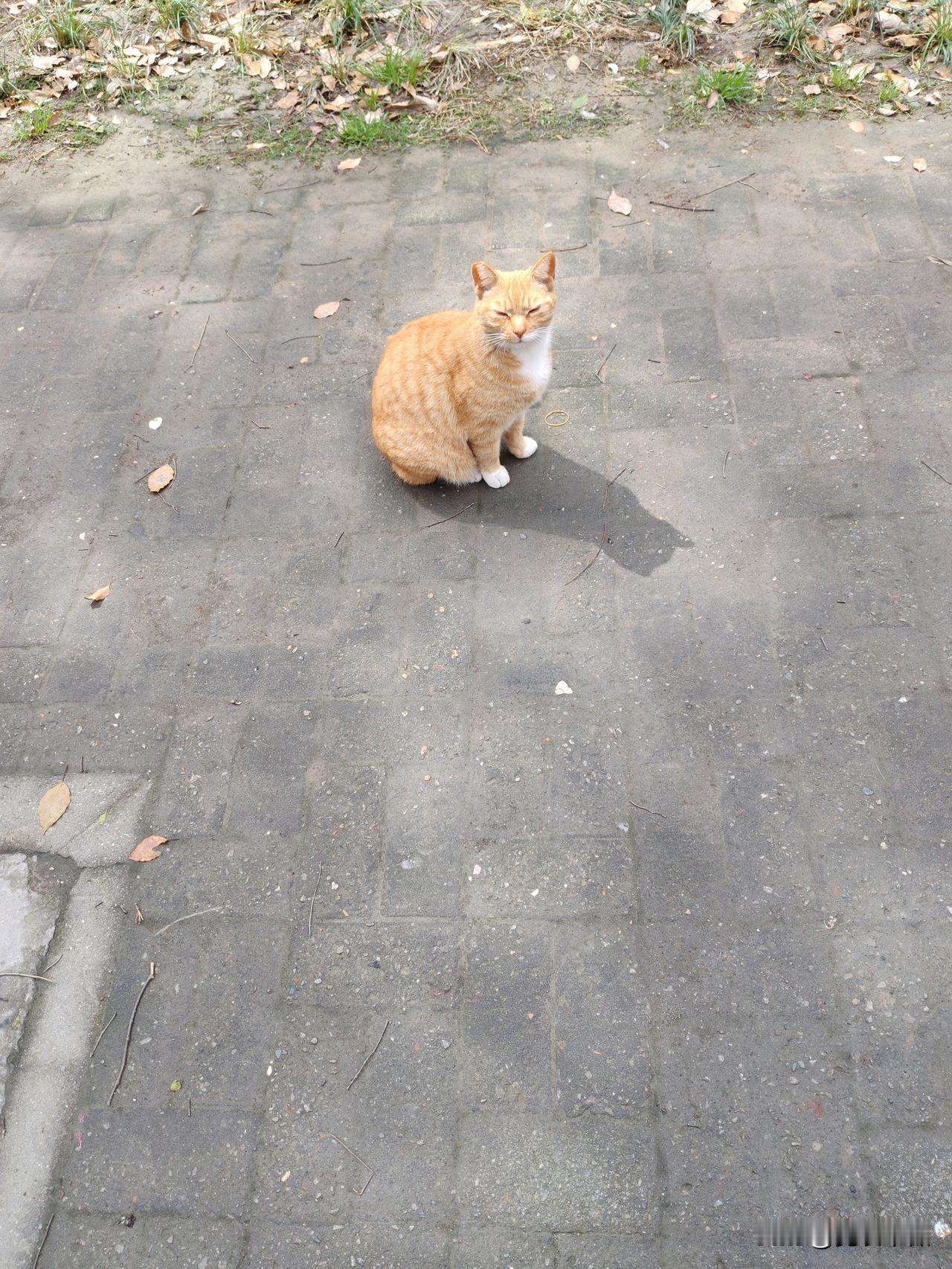 分享一张猫咪照片一只流浪猫