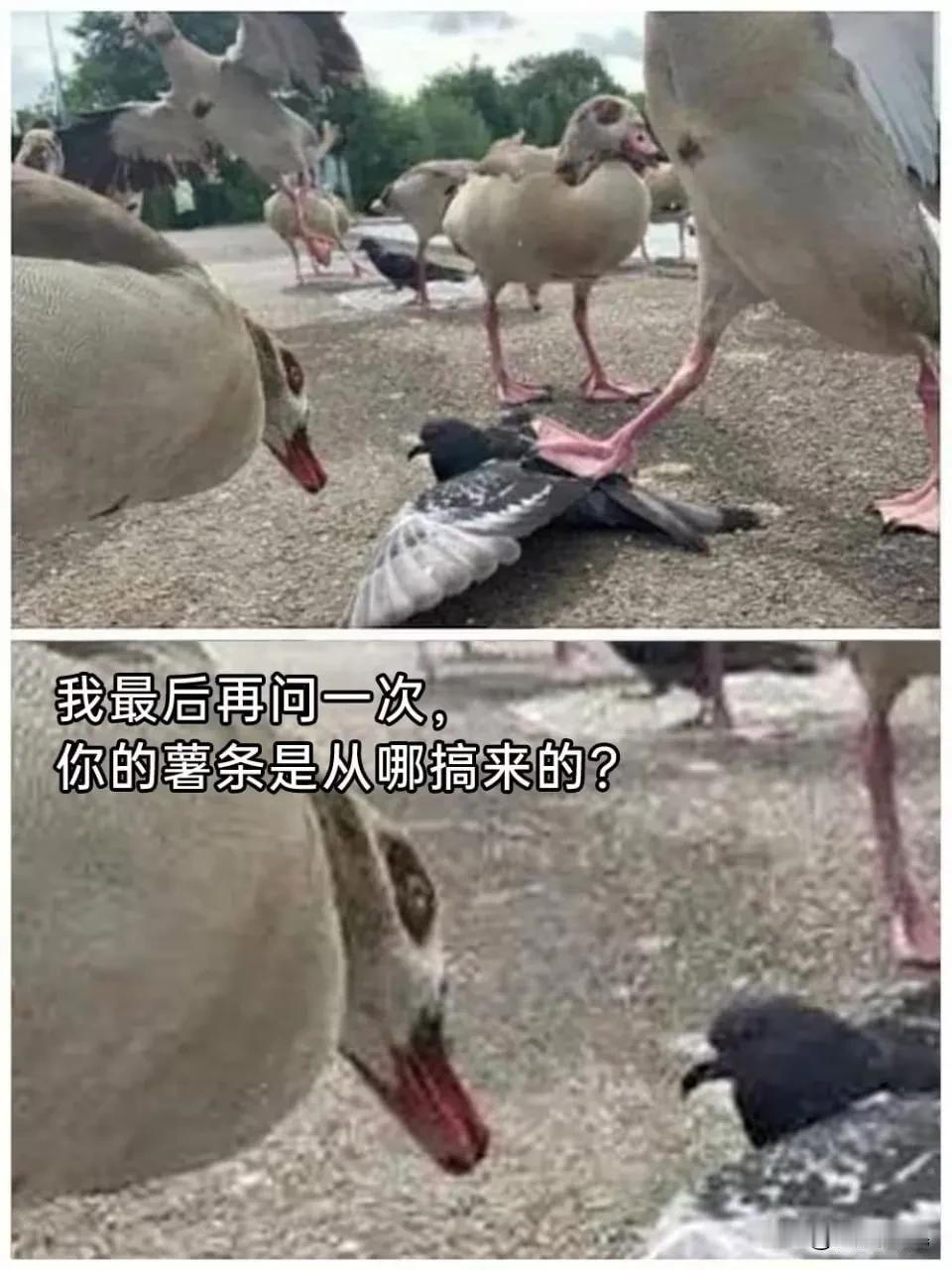 是码头！是码头！