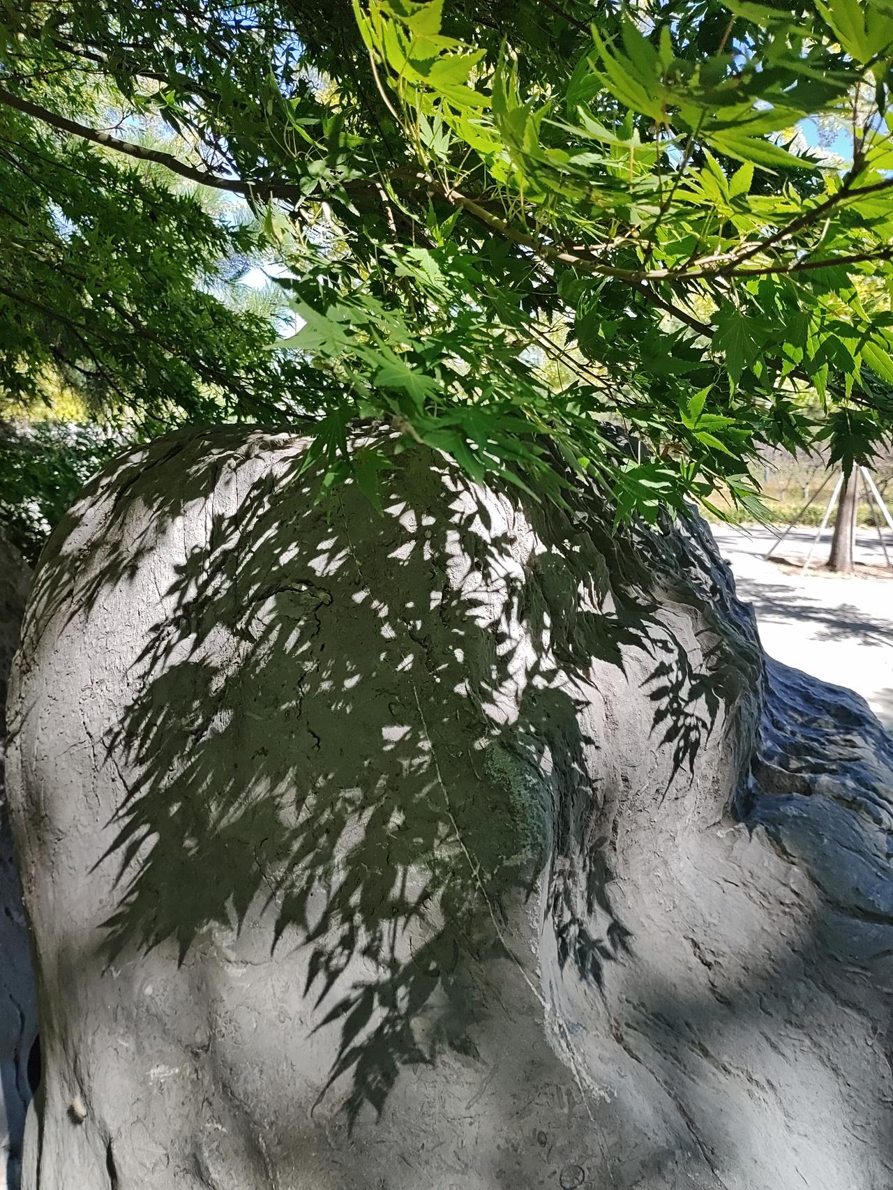 小区里的元宝枫还是绿色，而公园里的枫树开始红了，这是怎么一回事？
月底，香山可就