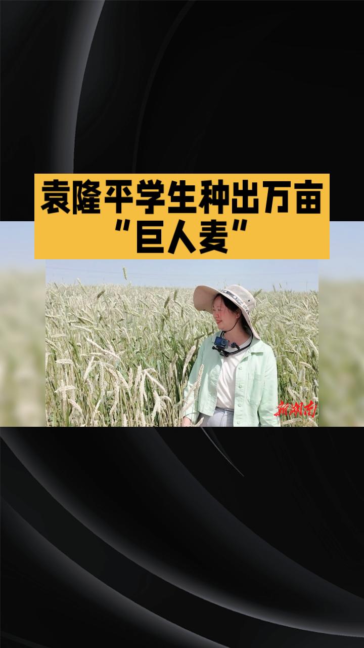 昔日黄沙戈壁，今日麦浪及腰，袁隆平的“禾下乘凉”梦如何在沙漠中照进现实？
袁隆平