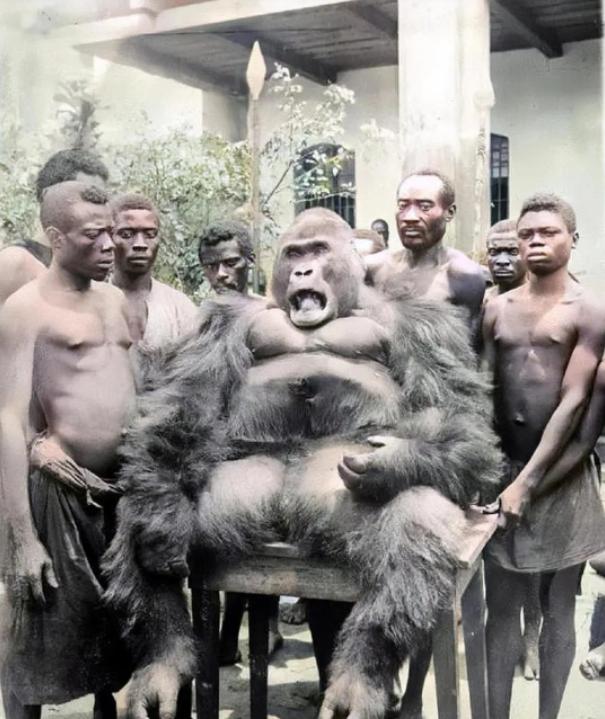 1932年，在非洲刚果某个部落，一群黑人捕捉了一只体型庞大的黑猩猩。

部落勇士