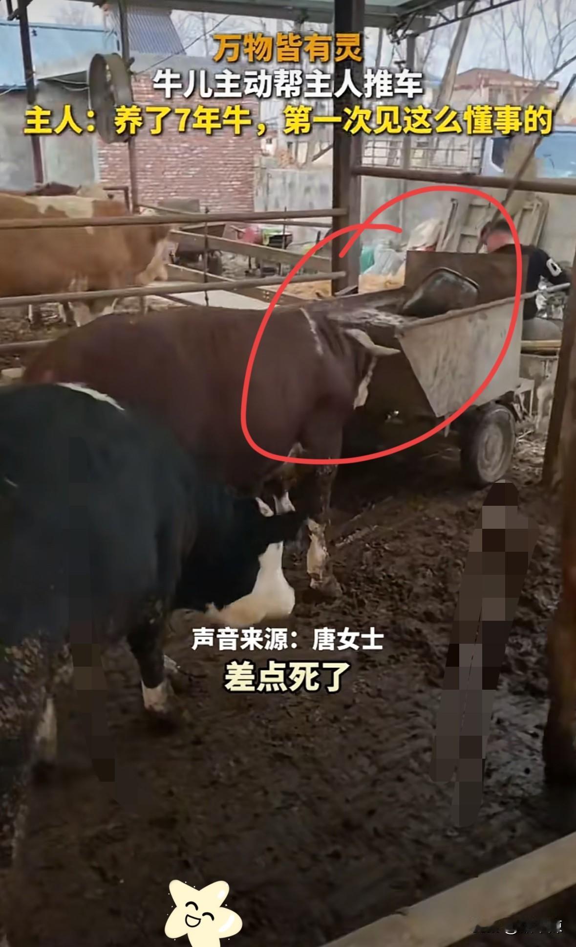 太暖了！安徽一对夫妻的养殖场里有六七百头牛，但有一头牛比较特殊，女主人清粪、运饲