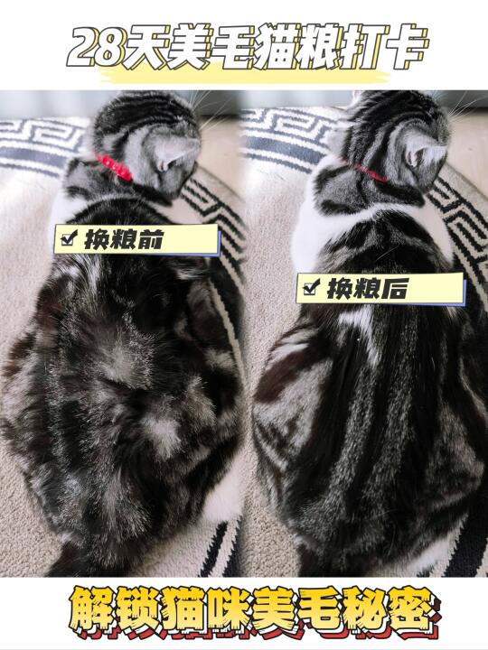 28天美毛猫粮打卡～