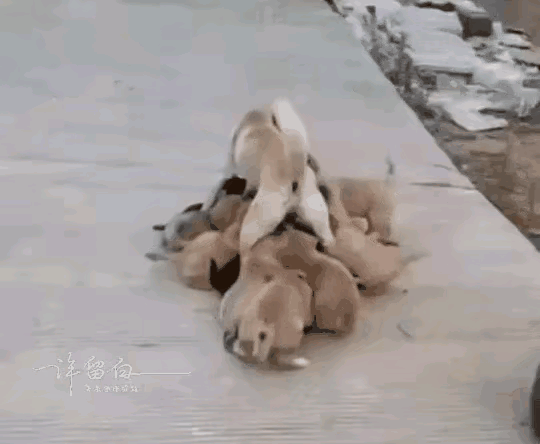 这哪里是喂奶，这简直是喂血呀。
常言道：儿多母苦，这一窝狗崽子足有十几只之多，且