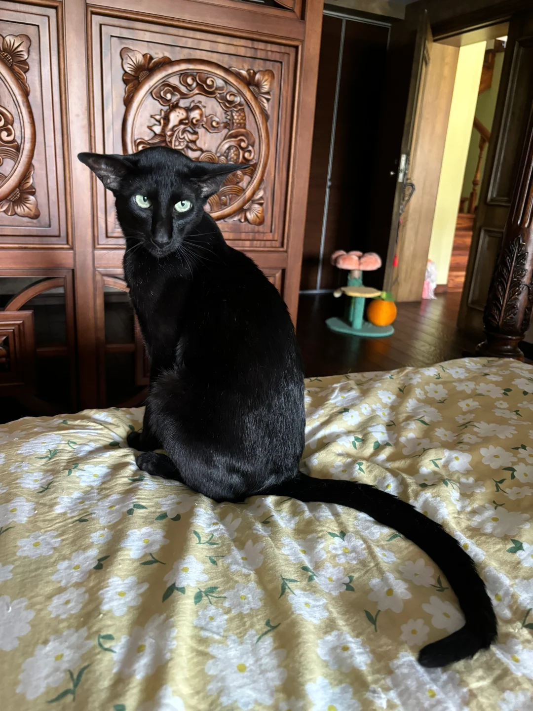 起猛了看到蝙蝠回头了