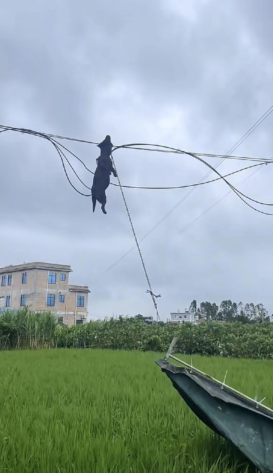 好可怜的狗狗。

近日，在广西，台风过后将一只狗吹飞了起来，不幸的是它挂在了电线