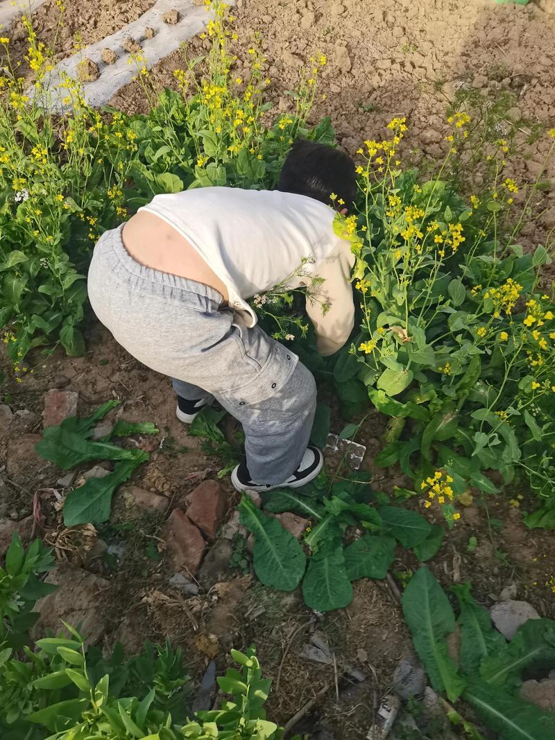 七旬老太“偷菜”被抓还不认输：我都七十啦，怕你个啥？
嘿，大家别笑，这事儿可真有