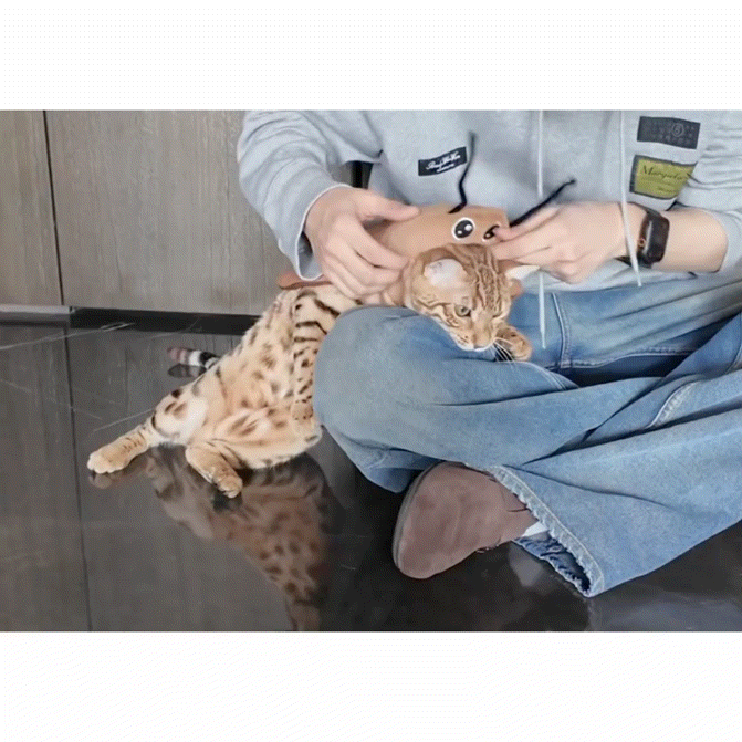 梓渝给小猫当造型师梓渝作为一名优秀的铲屎官，表示很优秀！很合格！我给一个夯！！！