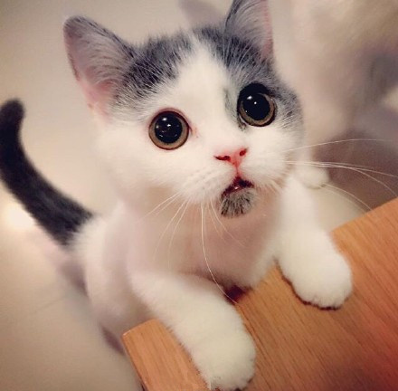 自带惊讶表情的猫，太可爱了给你一天好心情~[爱你]