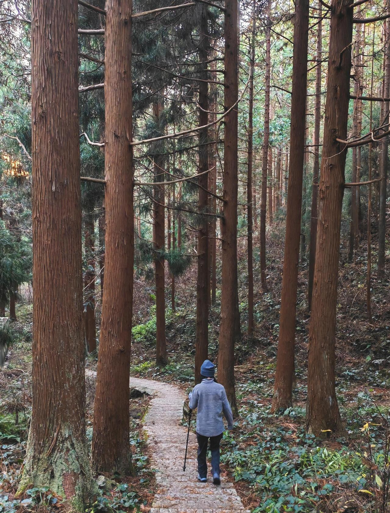 温州平阳这片小森林适合新手徒步
温州平阳满田森林公园
苍南出发开车一小时到
小环