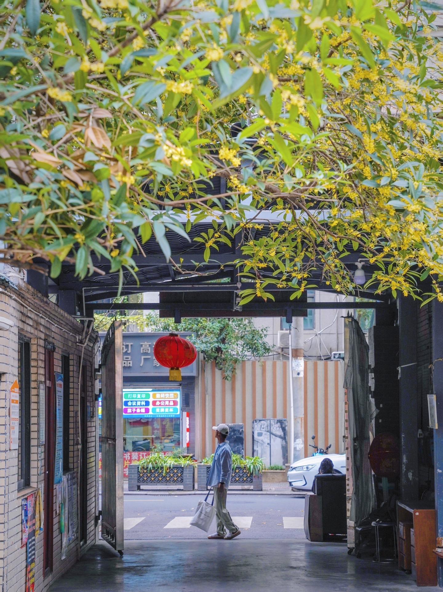 成都赏桂播报❗️citywalk路线推荐。秋天的风是桂花香味的 成都的...