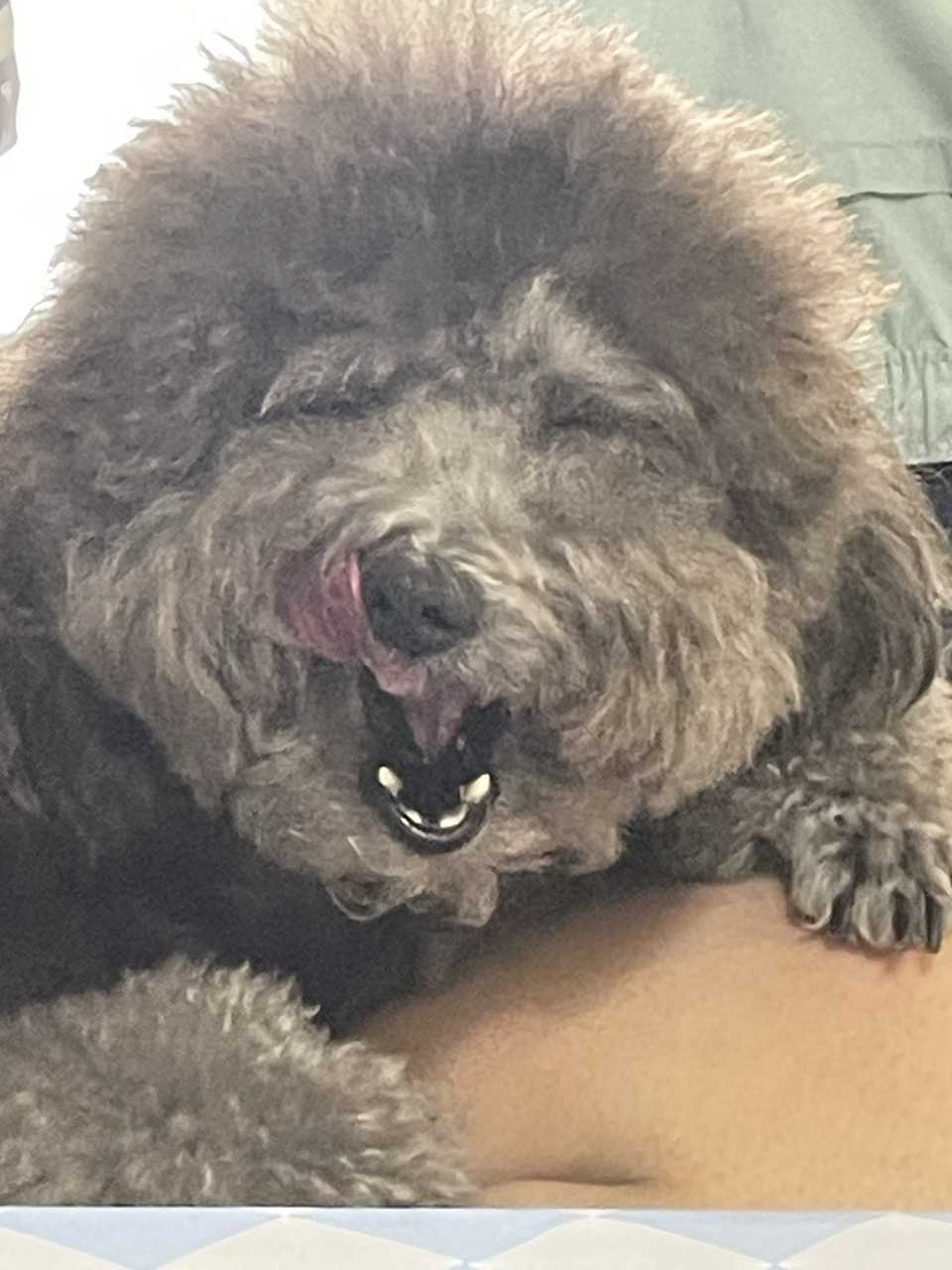 【狗】油腻的 
