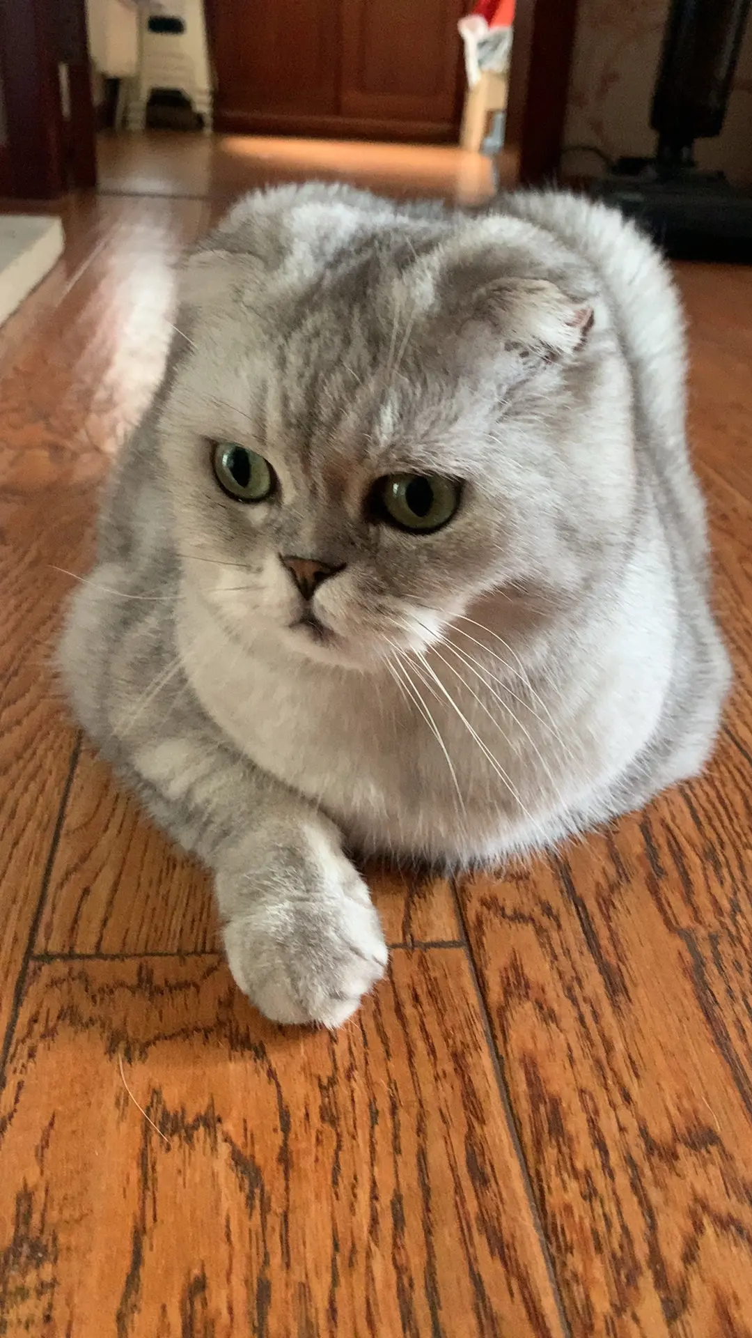 无忧无虑的小猫咪