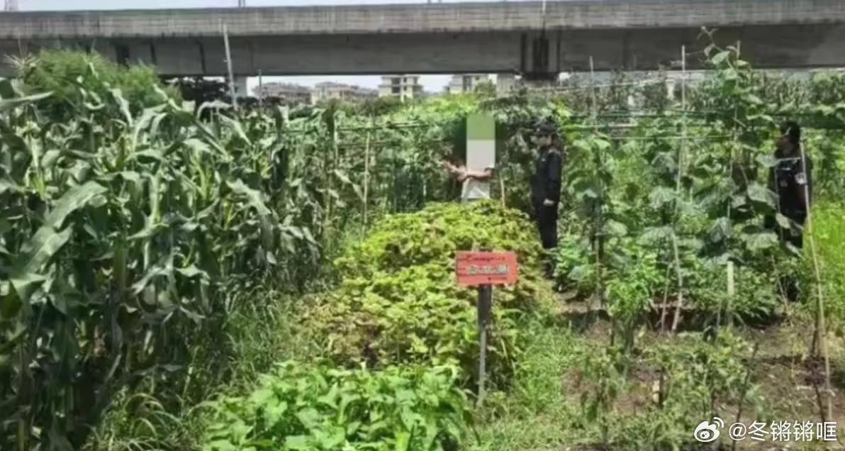 台州这群孩子捧着锦旗走进派出所孩子们辛苦种的玉米被偷，民警两天火速破案追回损失，