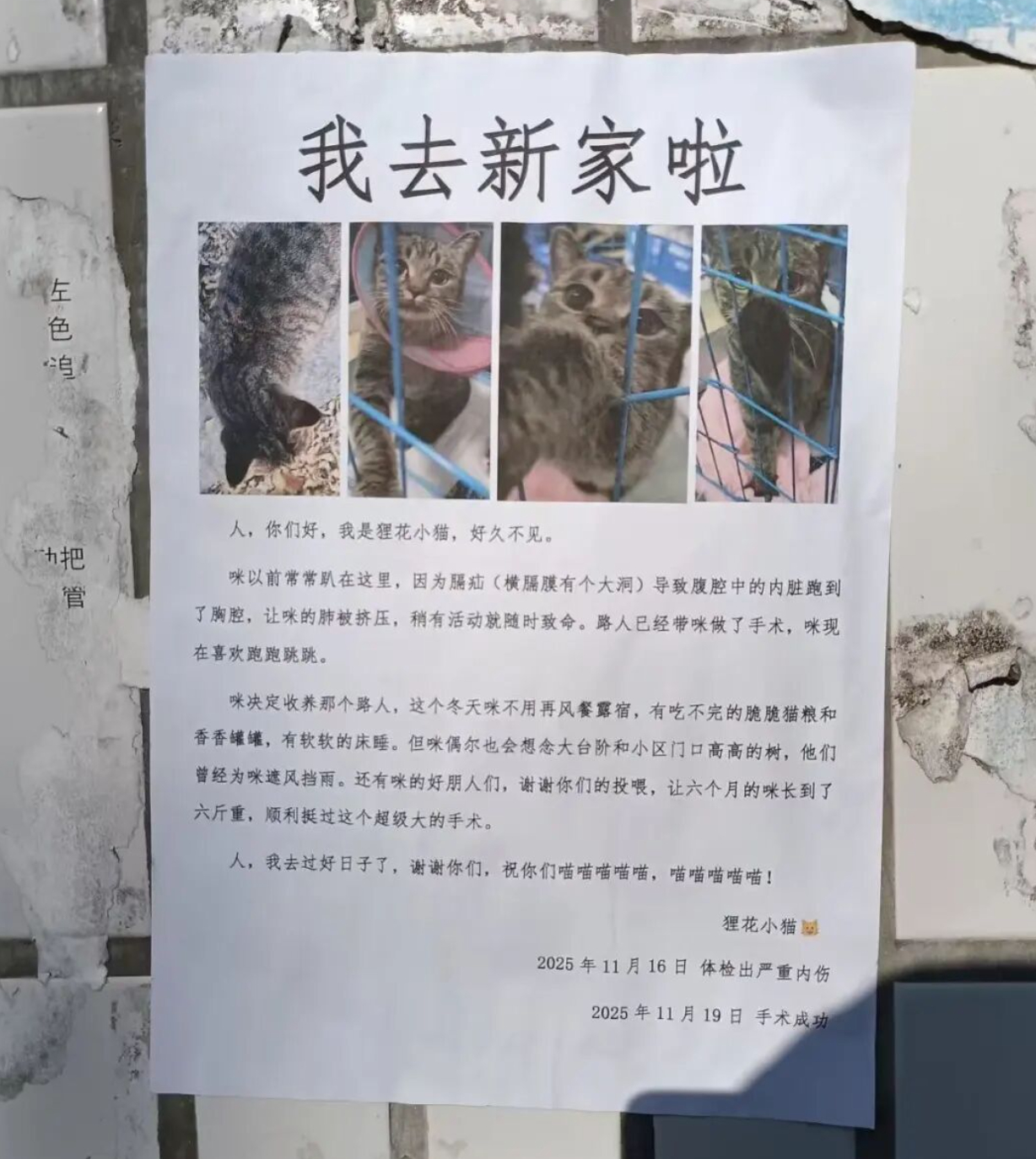 高校暖心小猫告示入选宁波九年级语文联考试卷 大连理工大学研究生唐睿以流浪狸花猫“
