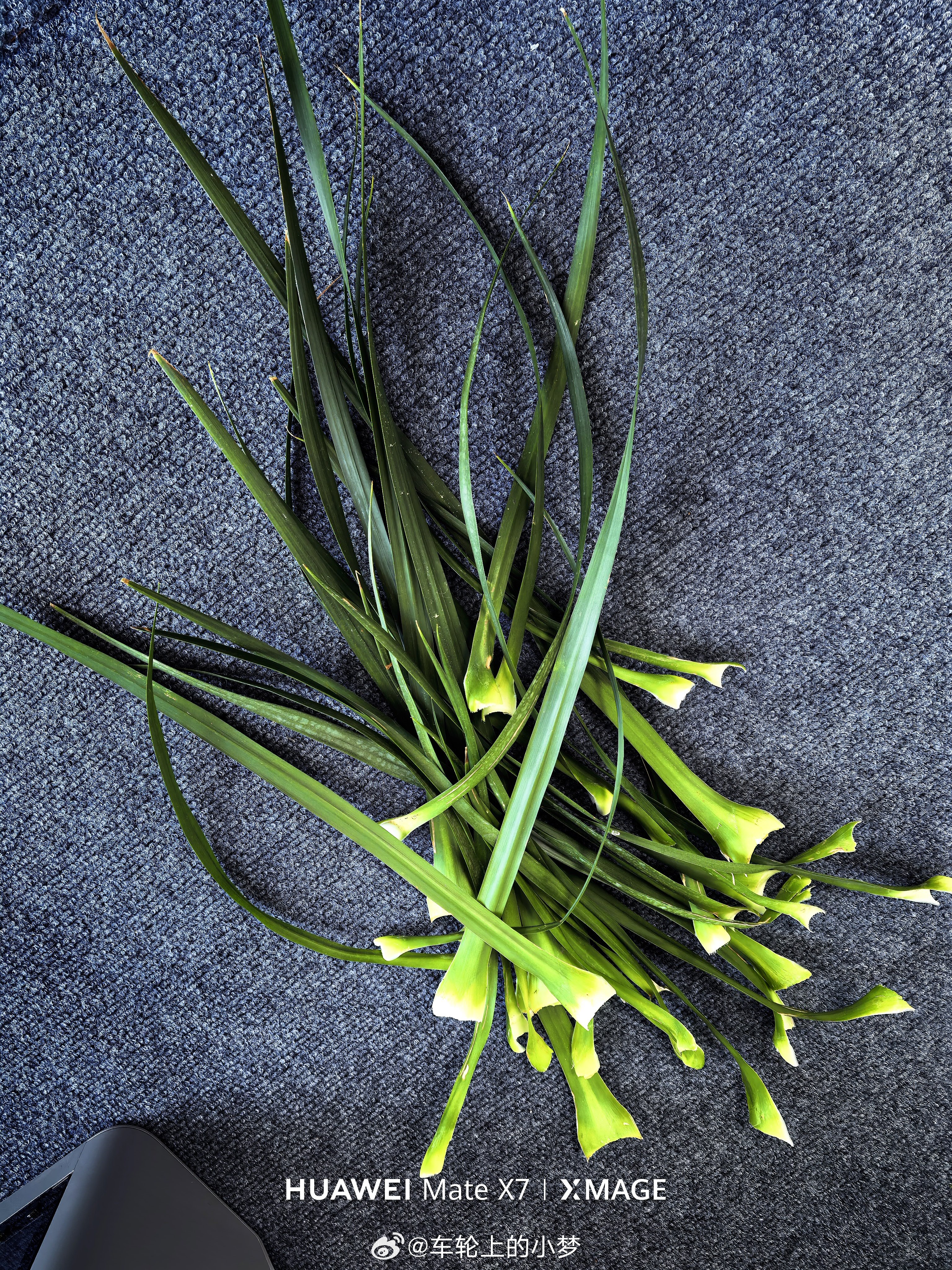 完蛋！龙血树的叶子似乎被我揪多了 青岛