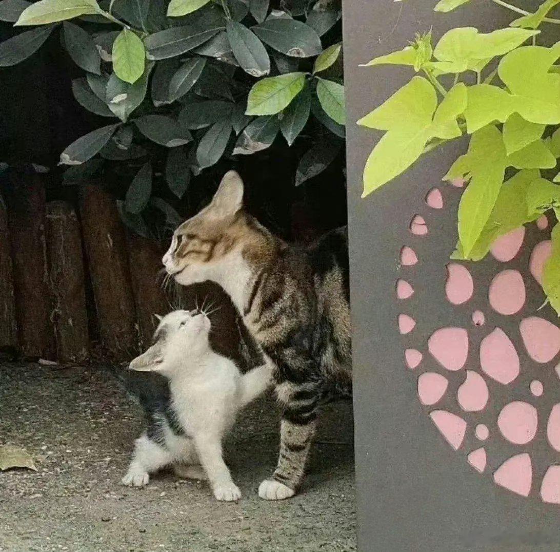 《流浪猫》走过一年四季，生存真的不易。明天会是啥样?先把眼前过去。 