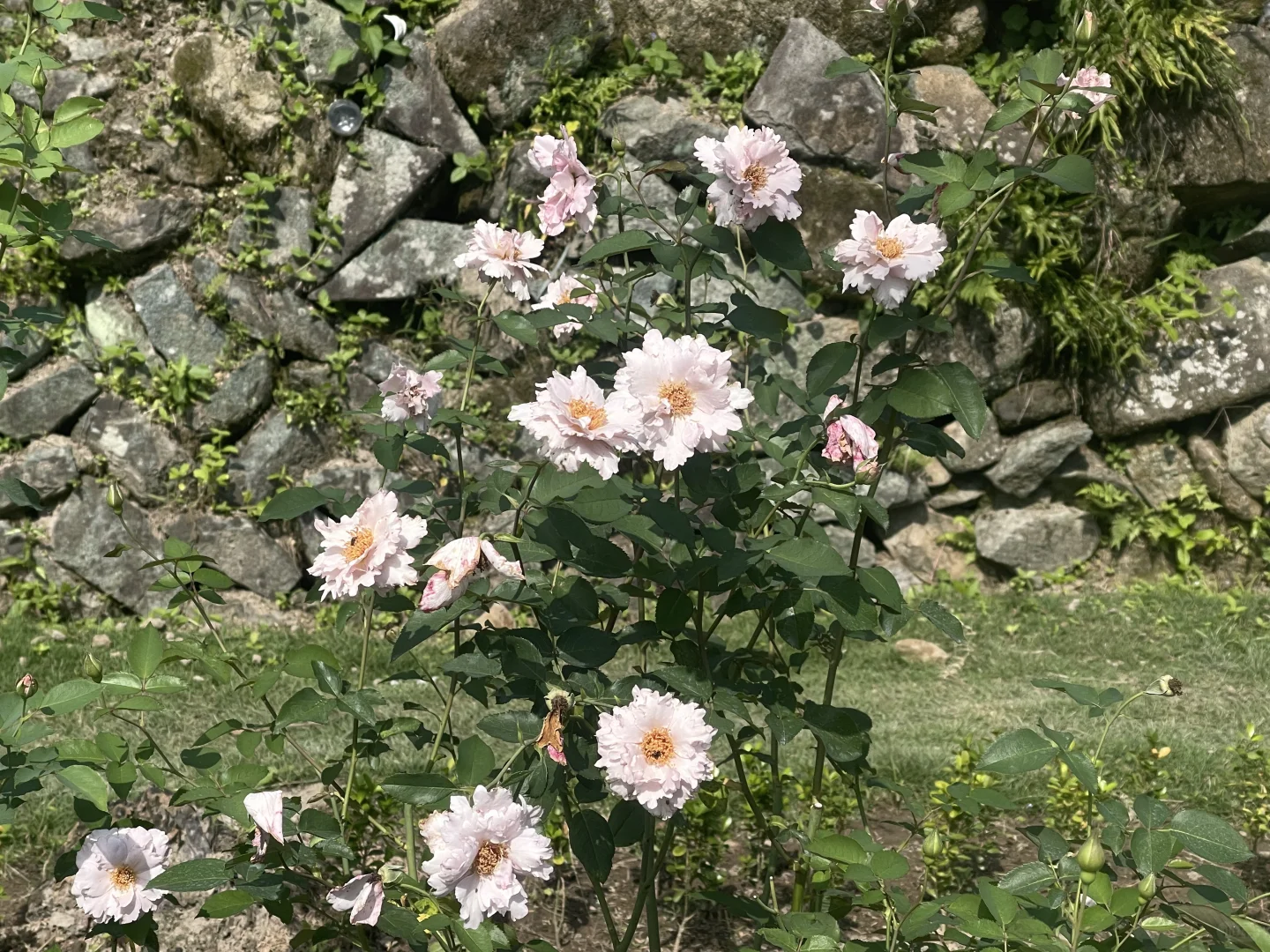 玫瑰时装秋花