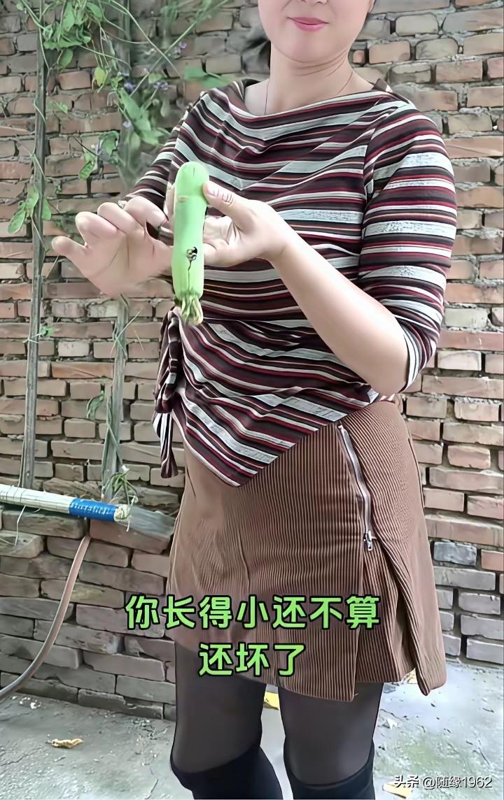 以前种丝瓜，从没见过长在秧子上就坏的。今年特别反常，丝瓜结的又小，还很多坏的，这
