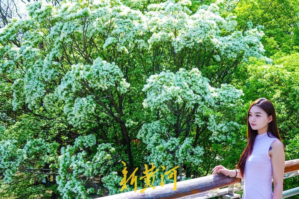 泉城公园流苏花如约绽放 洁白如雪备受喜爱！“一树流苏雪，半城古意浓。”当4月的风