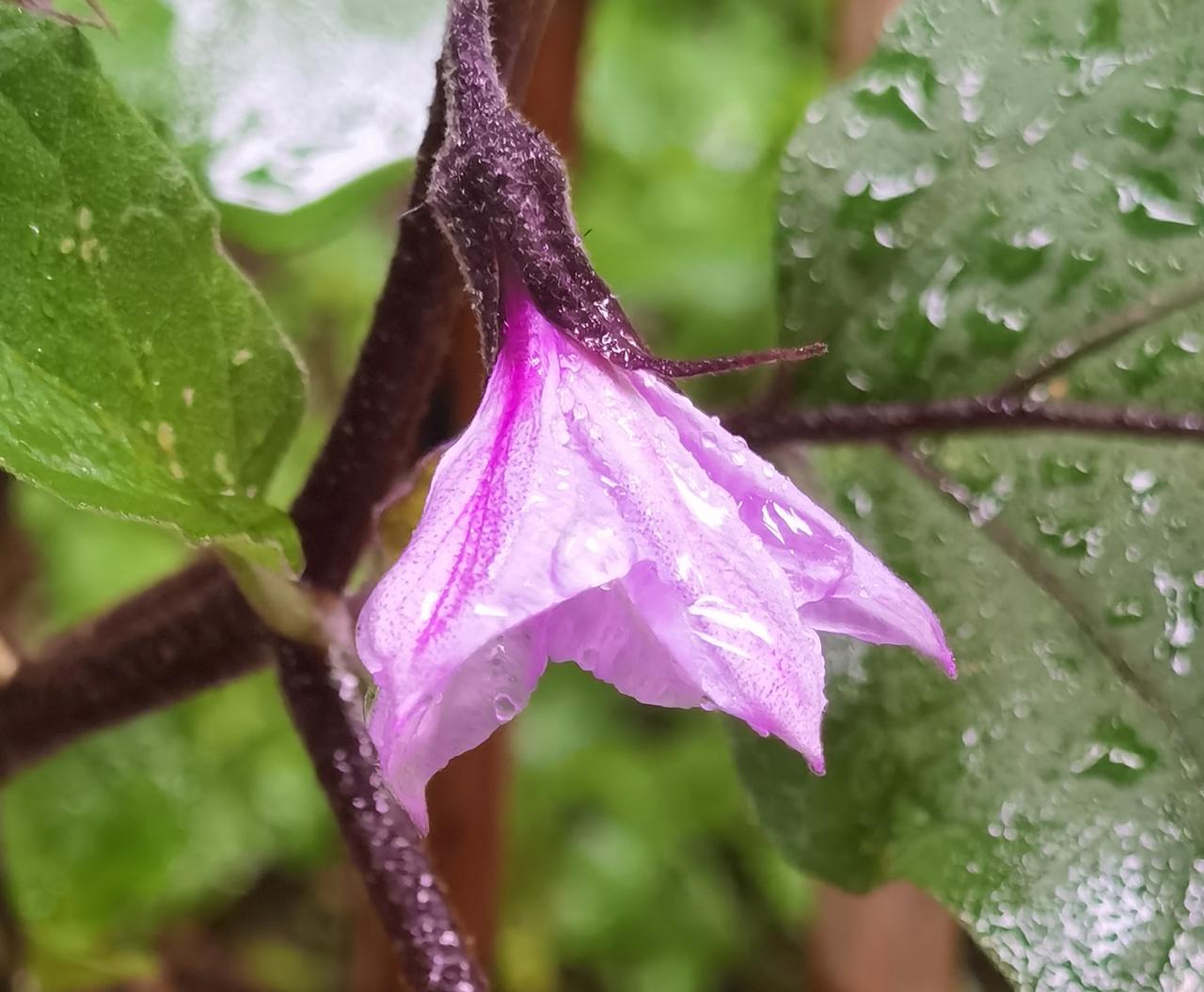 茄子花也很漂亮，要发现美。