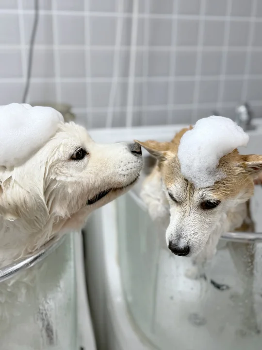 弟弟，给我闻闻