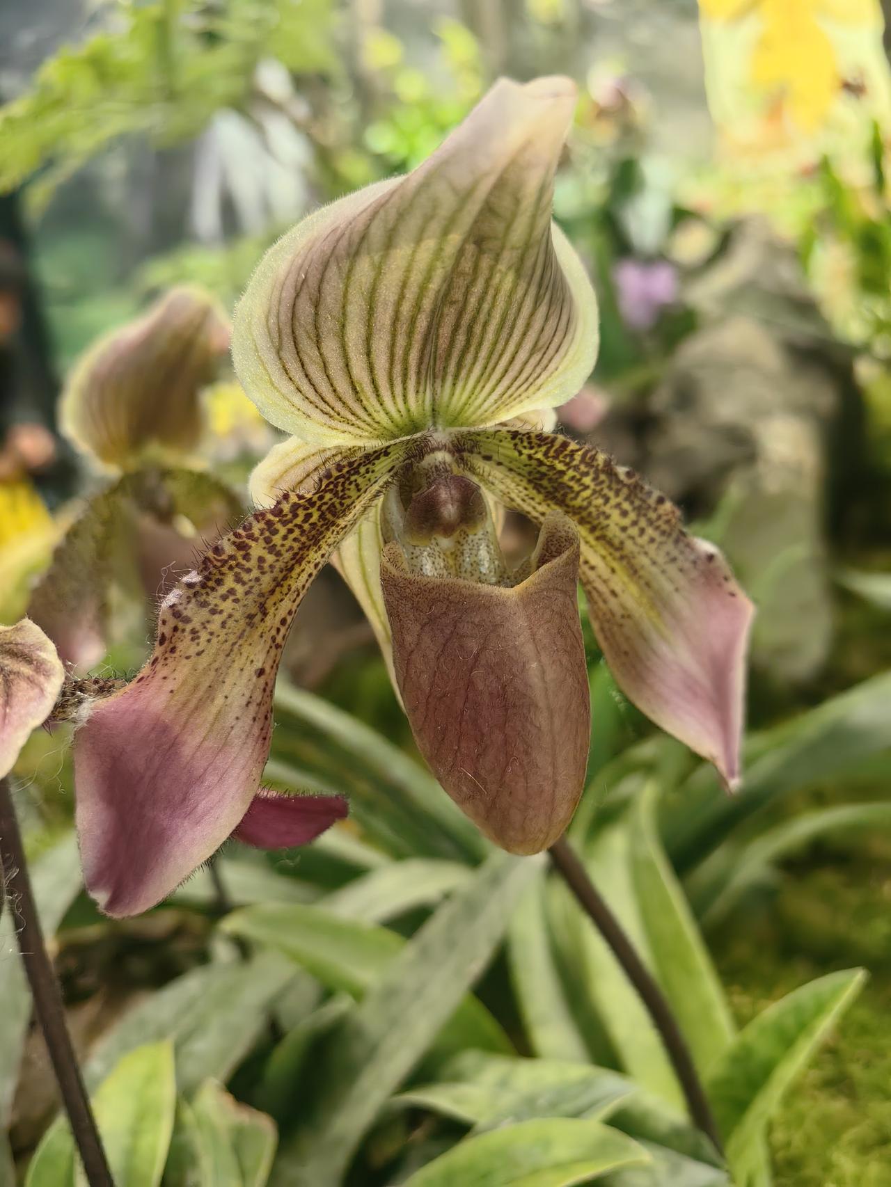 植物界的“大熊猫”—— 兜兰
北京林业大学展出2026.4.9