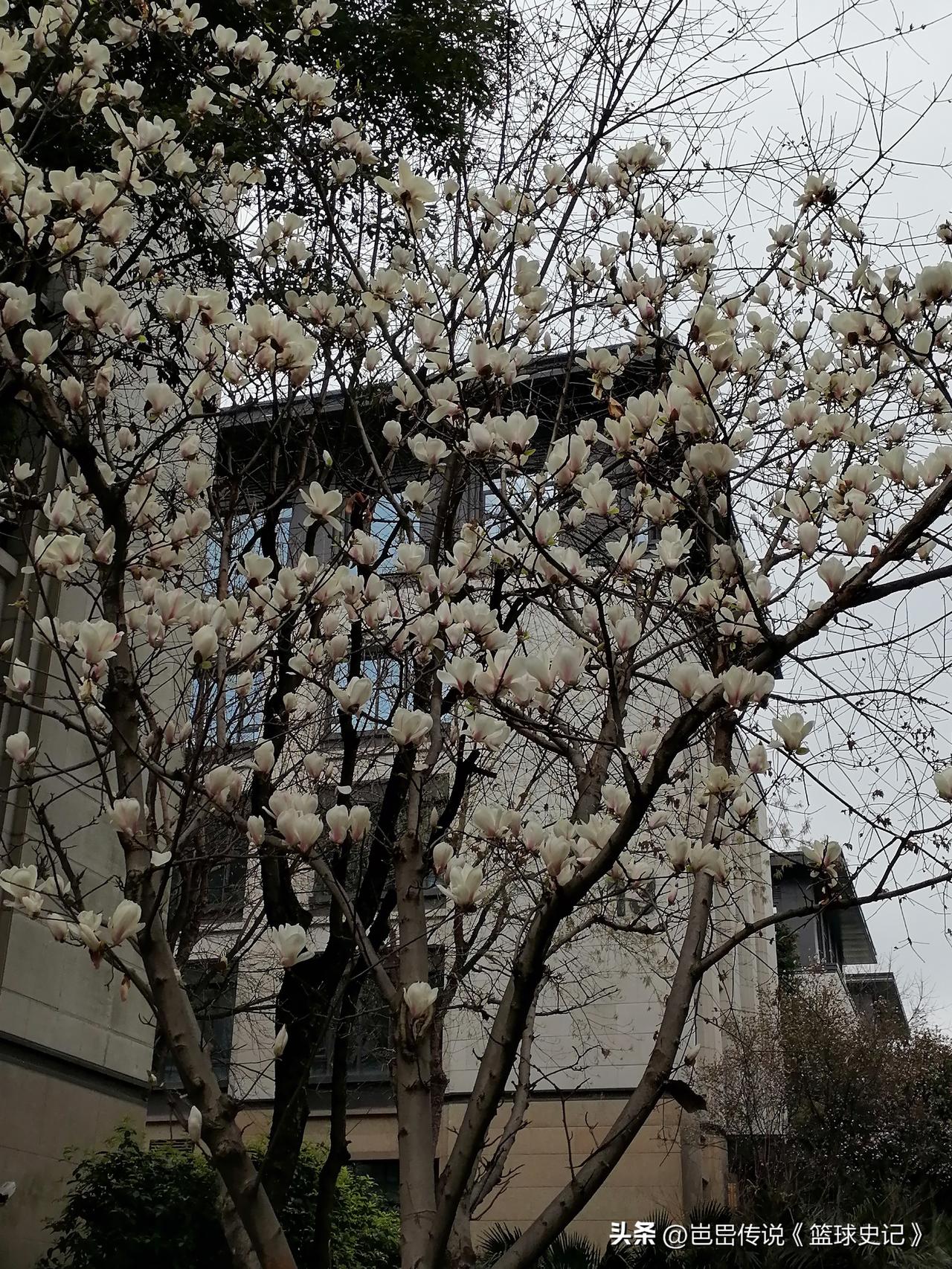 分享一张你相册的拍的花