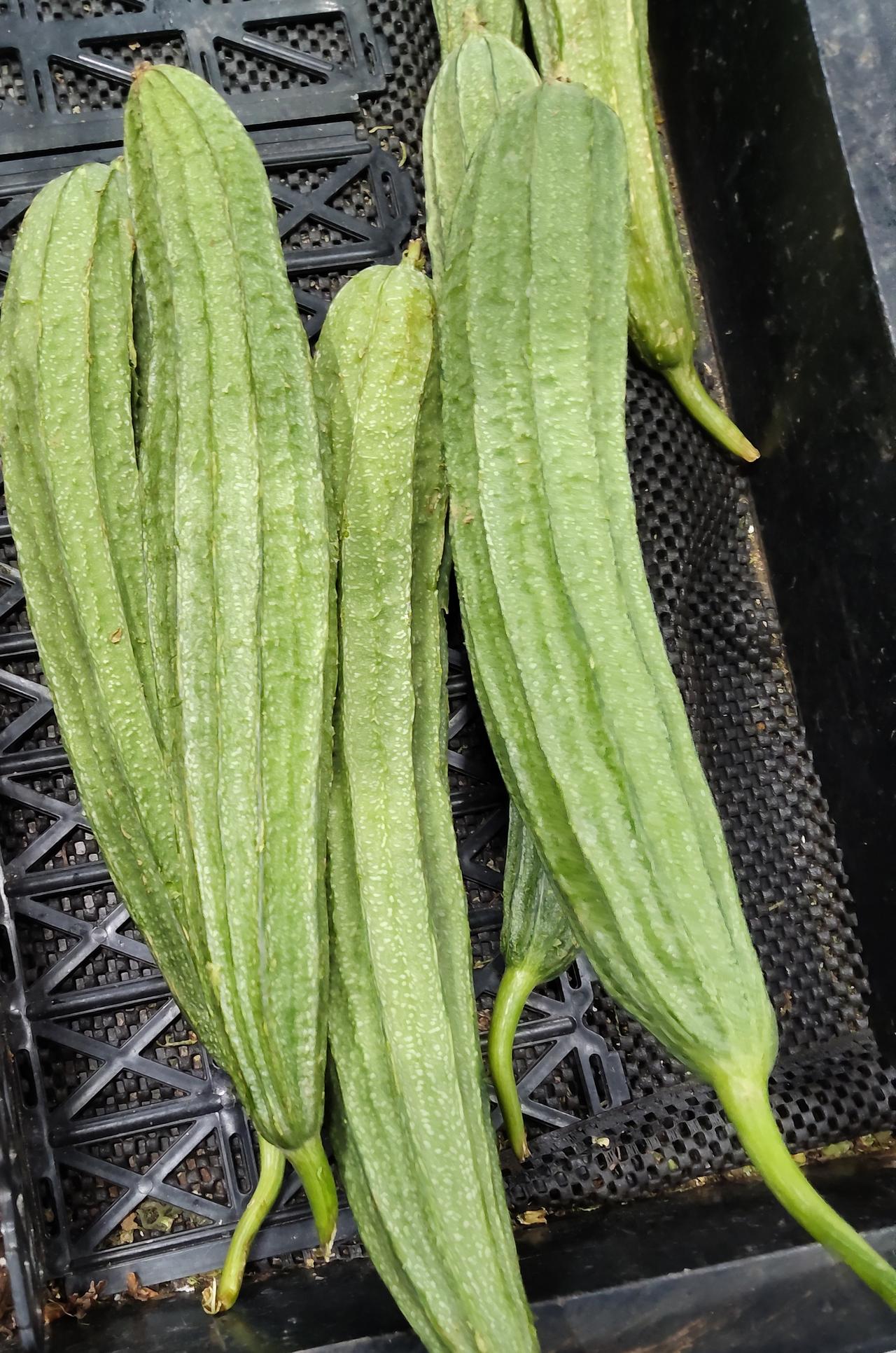 我们这里的茄子似乎没有这么便宜，具体是多少我没注要，但丝瓜是要3.9元每斤的，因