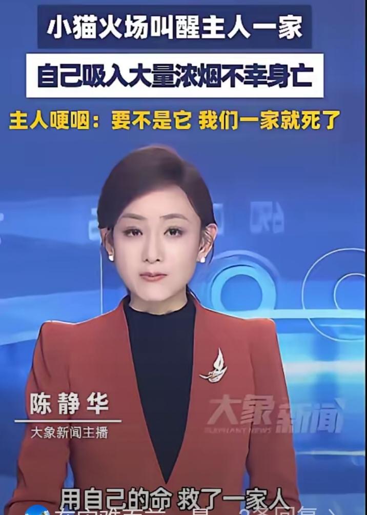 舍命救主！深圳一只小猫，半夜发现家里起火了，不是自己先跑，而是去扒拉主人的房门。