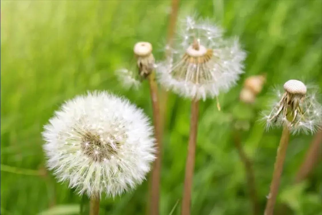 蒲公英竟然可以消散全身的结节！而且因为太便宜，医院不经常用，但散结能力一流。


