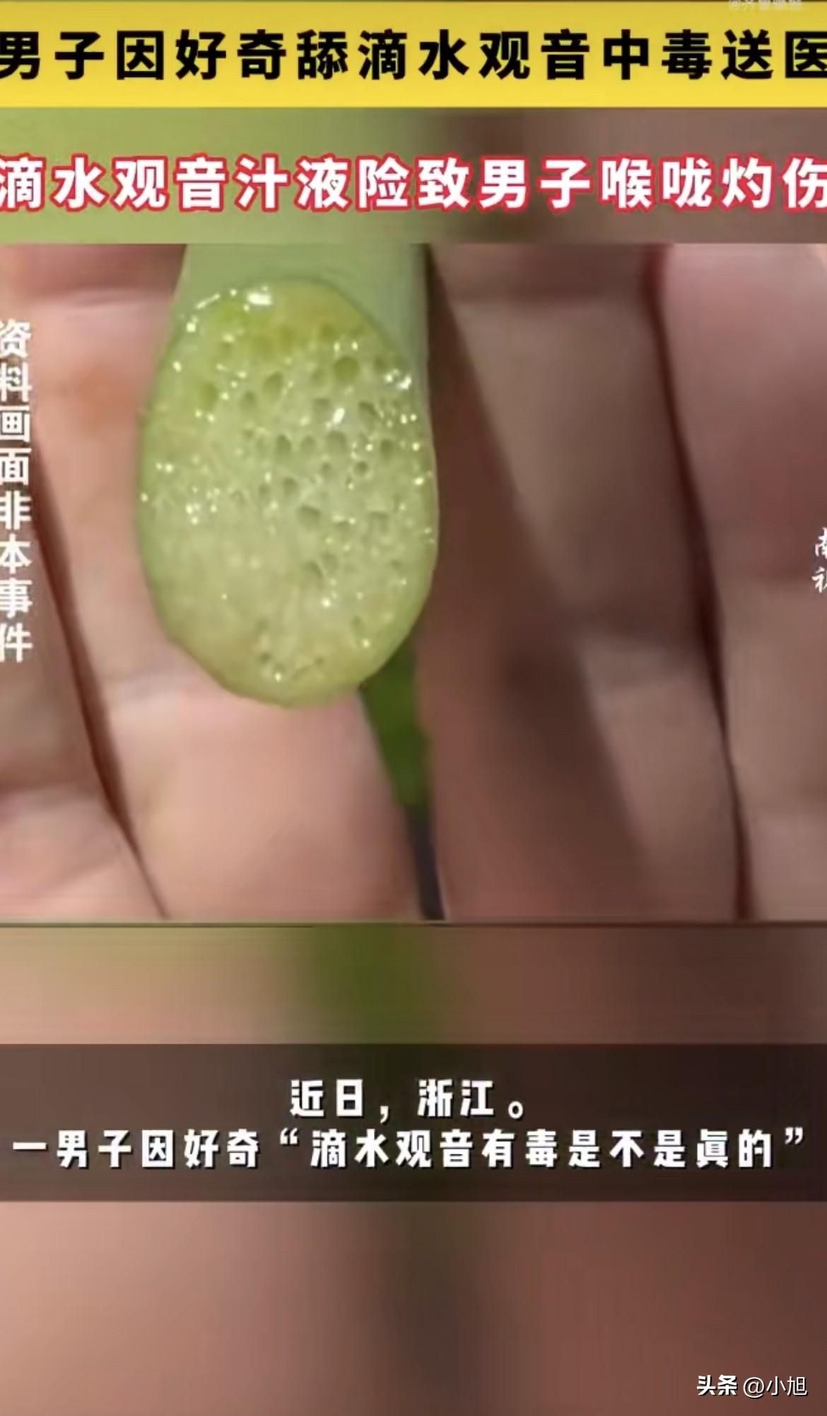 浙江一42岁的男人，差点把自己作进ICU。

原因是他对“滴水观音有毒”这个说法