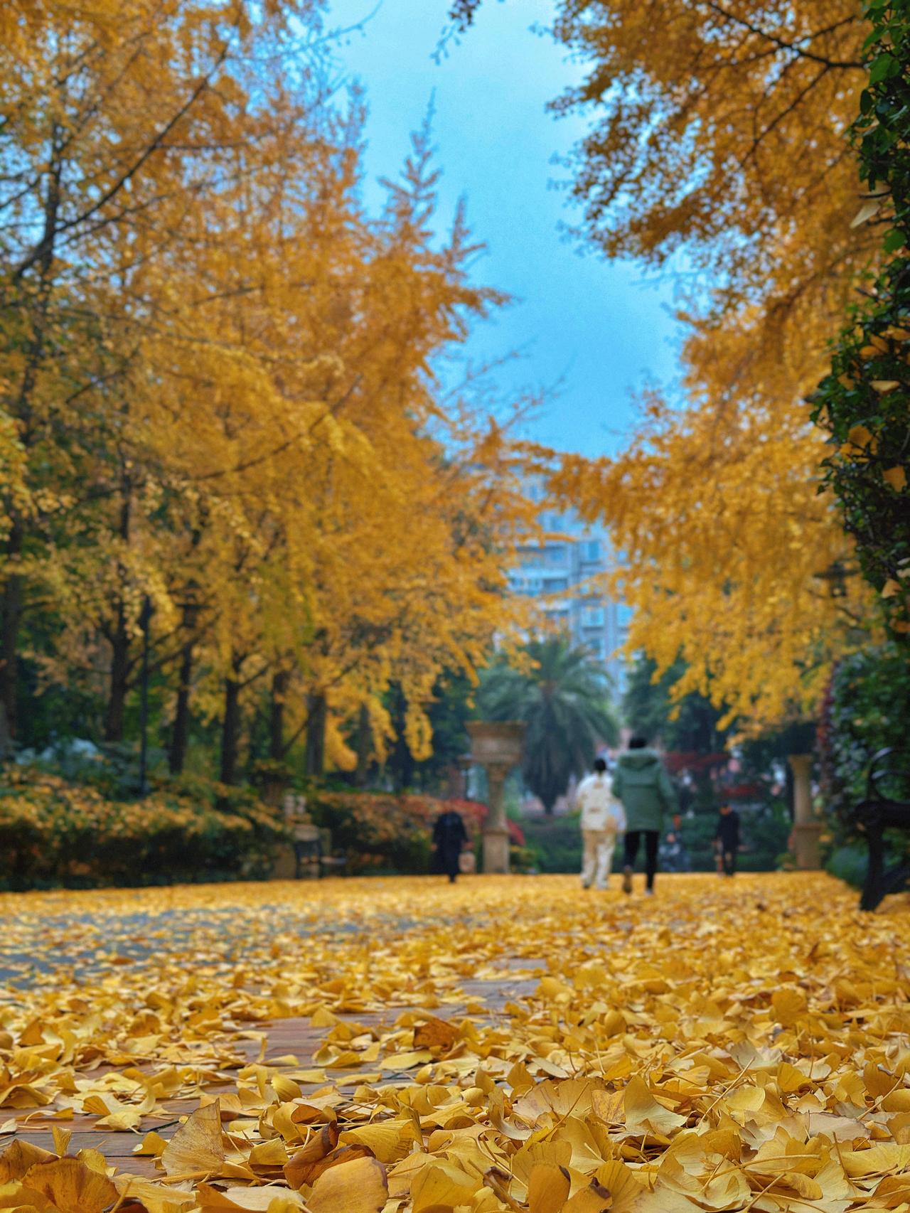 清晨起来，最美好的一件事，是拉开窗帘时撞进眼里的那束光。它不烈不燥，温柔地落在窗