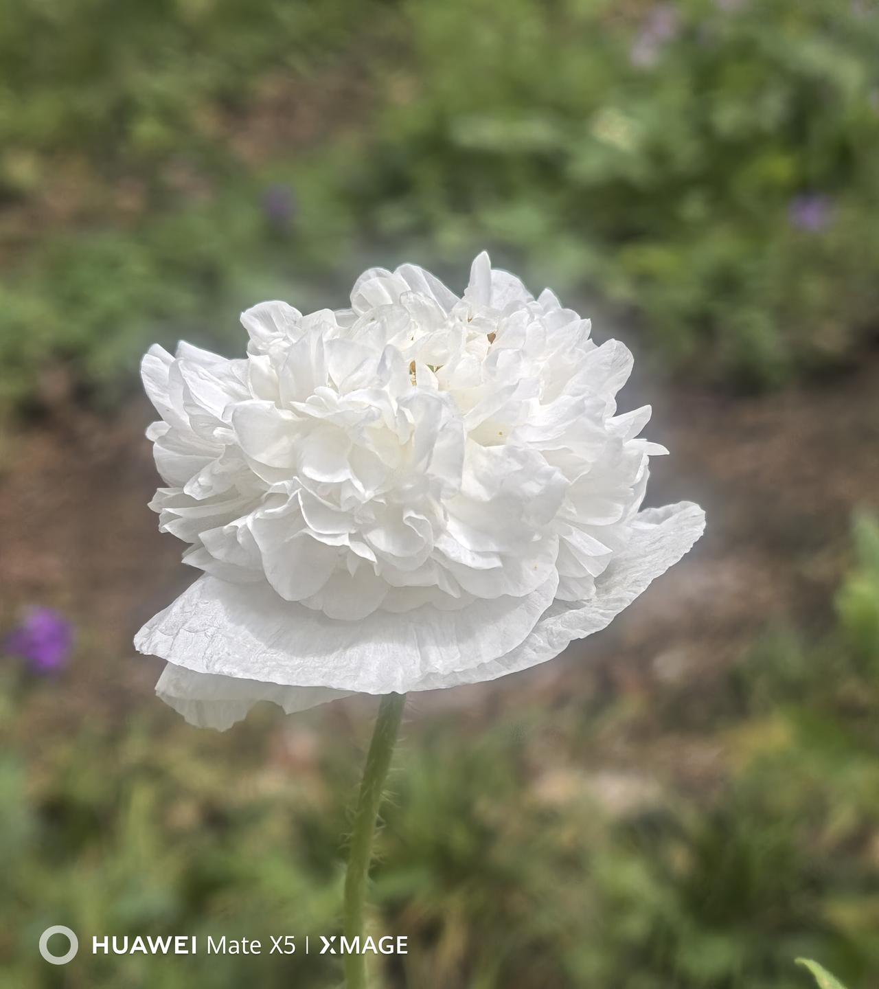 发一张你相册最近拍的花无锡南正街太湖旅游时抓拍