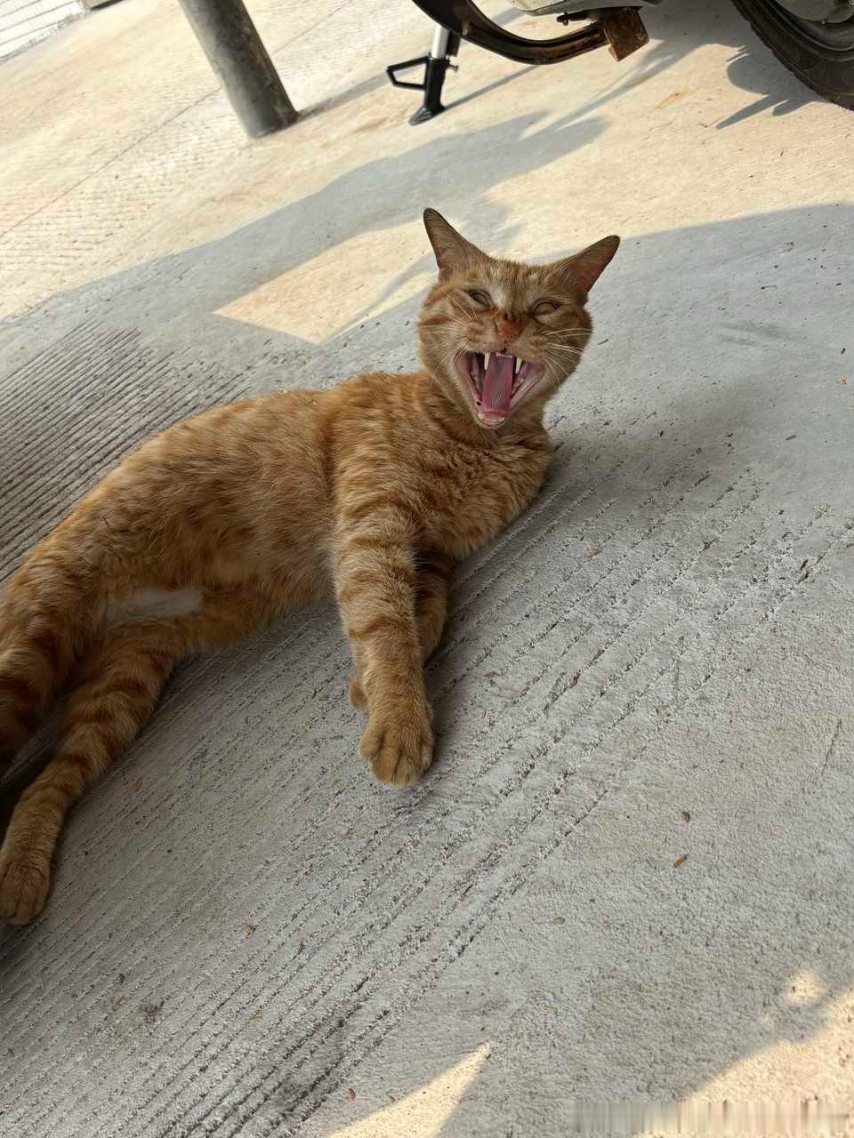 50299【丑猫】没有人敢直视响尾蛇长大嘴巴的双眼！ 