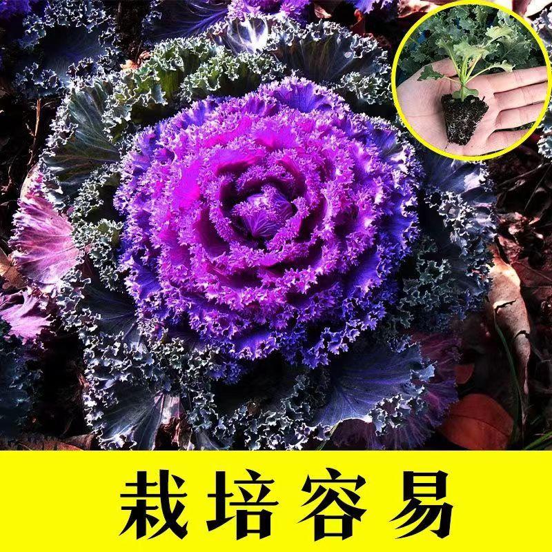 分享一张花的图片