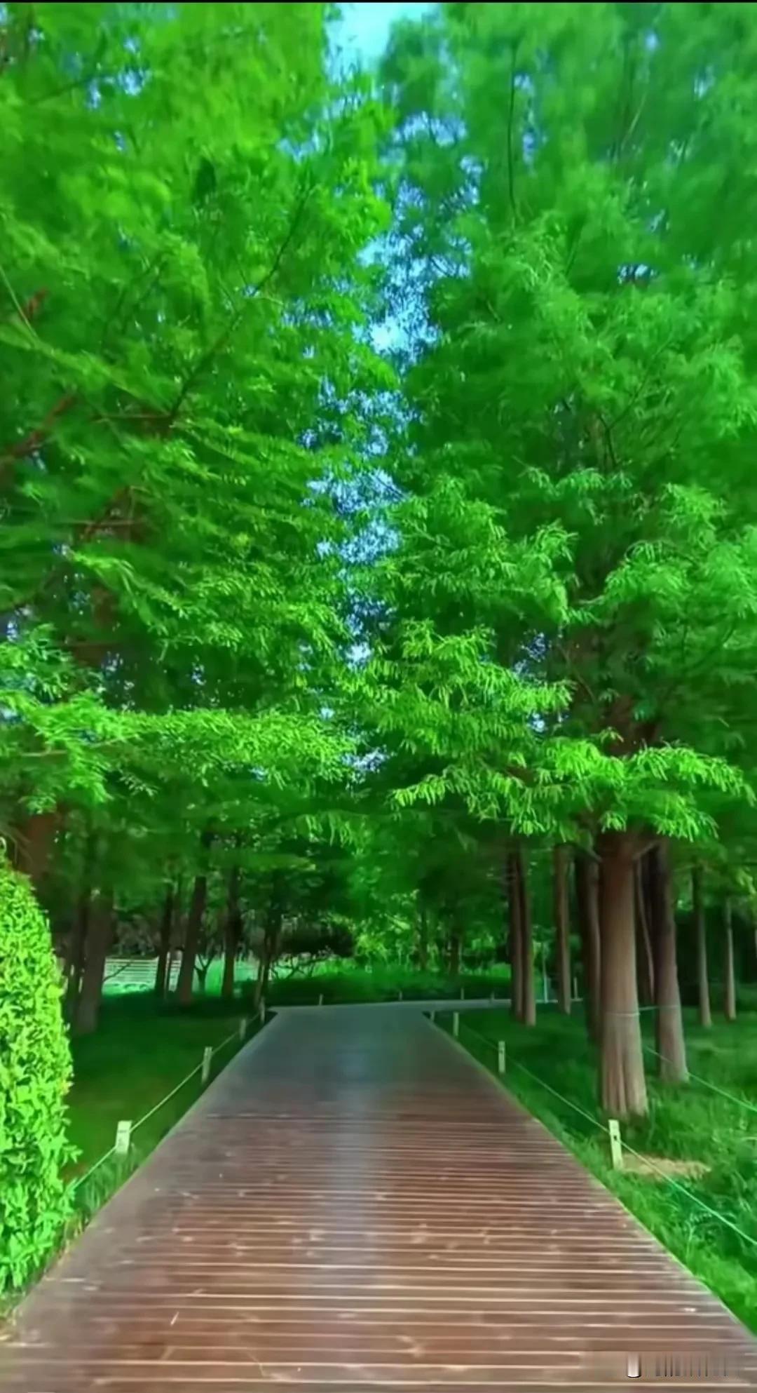 对联挑战：诚邀请秀出你的下联？
上联：林间幽径木板道，
下联：邀请[作揖][玫瑰