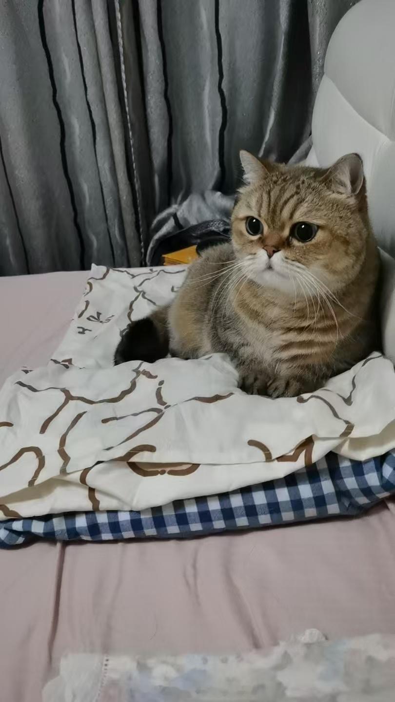 小猫不会说喜欢什么，但是我给它买了很多种猫罐头猫零食，不爱吃的都送人了，爱吃的下