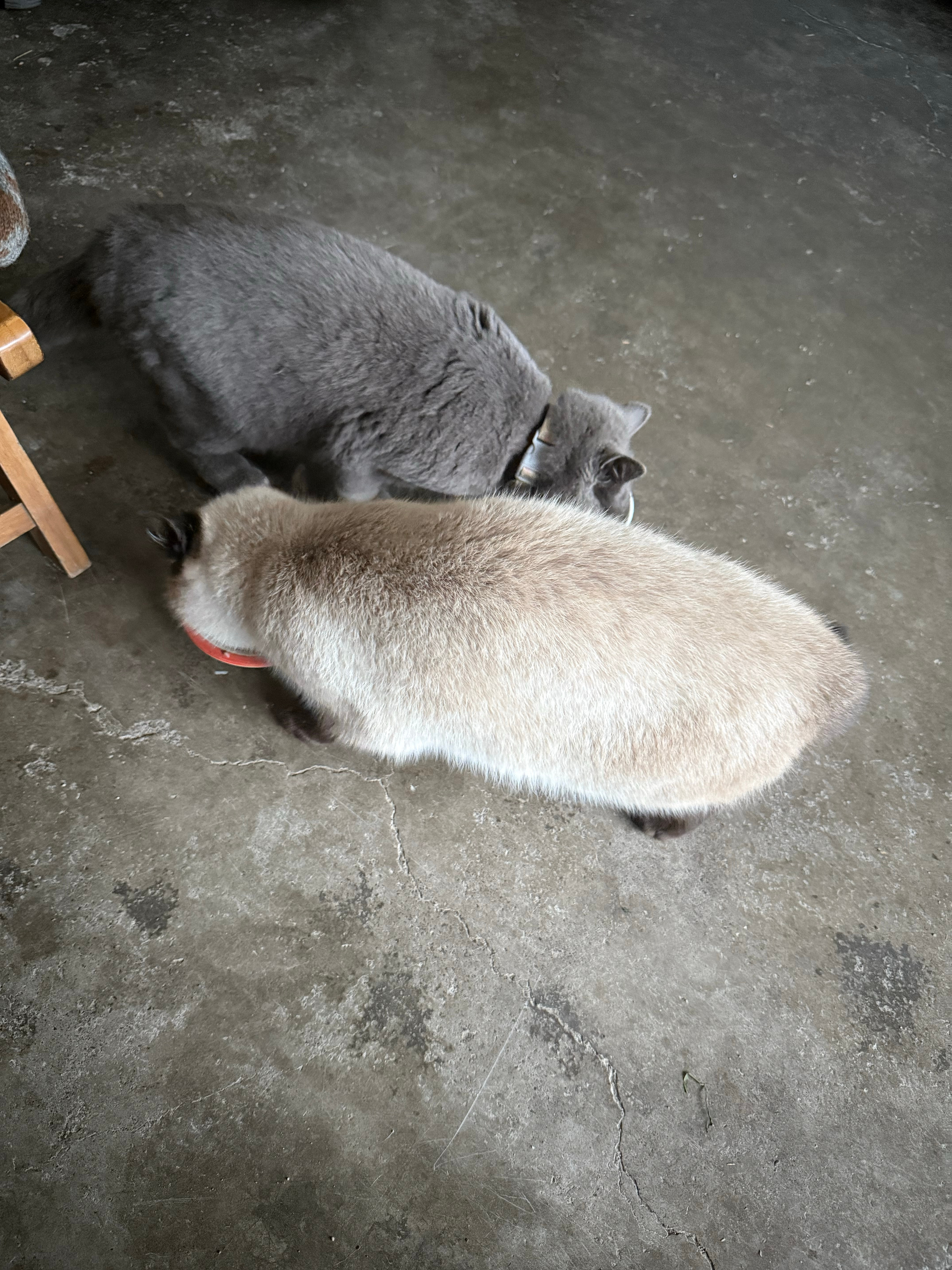 养大了两个胖子 