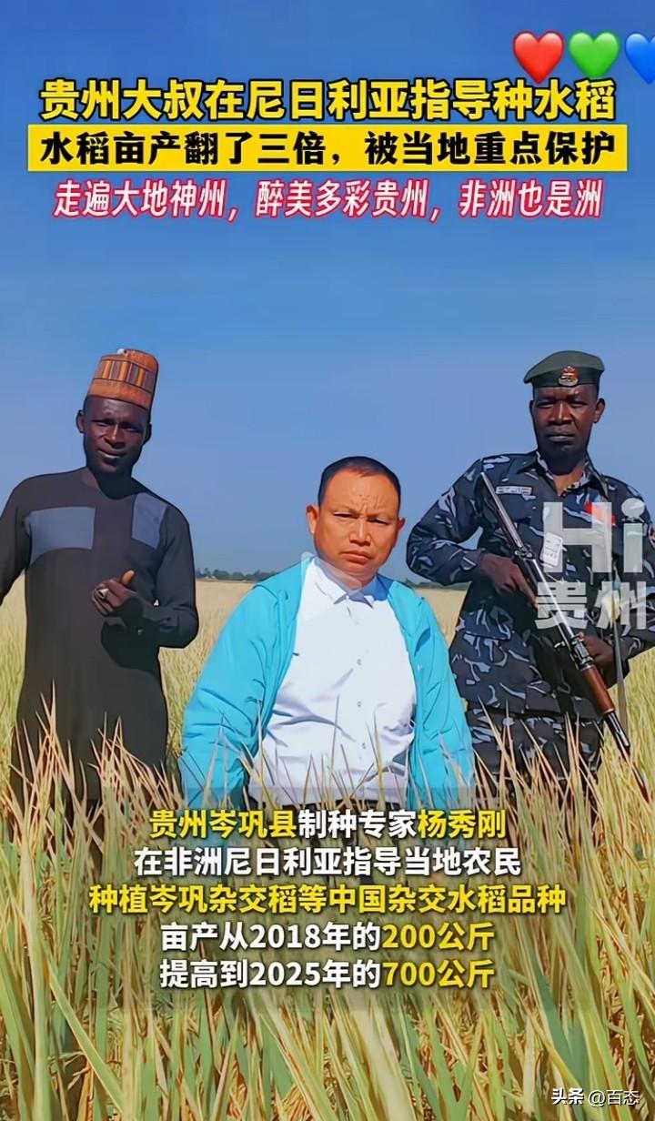 贵州大叔在尼日利亚指导种植水稻，当地的水稻亩产翻了三倍，种植中国的杂交水稻从20